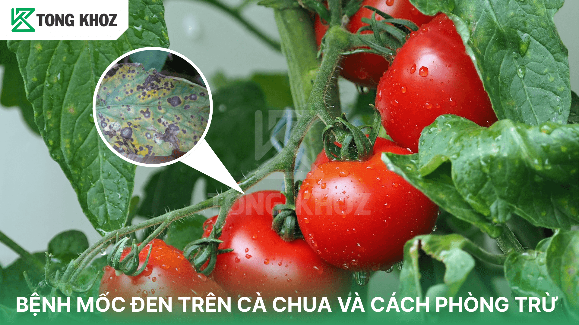 BỆNH MỐC ĐEN TRÊN CÀ CHUA VÀ CÁCH PHÒNG TRỪ