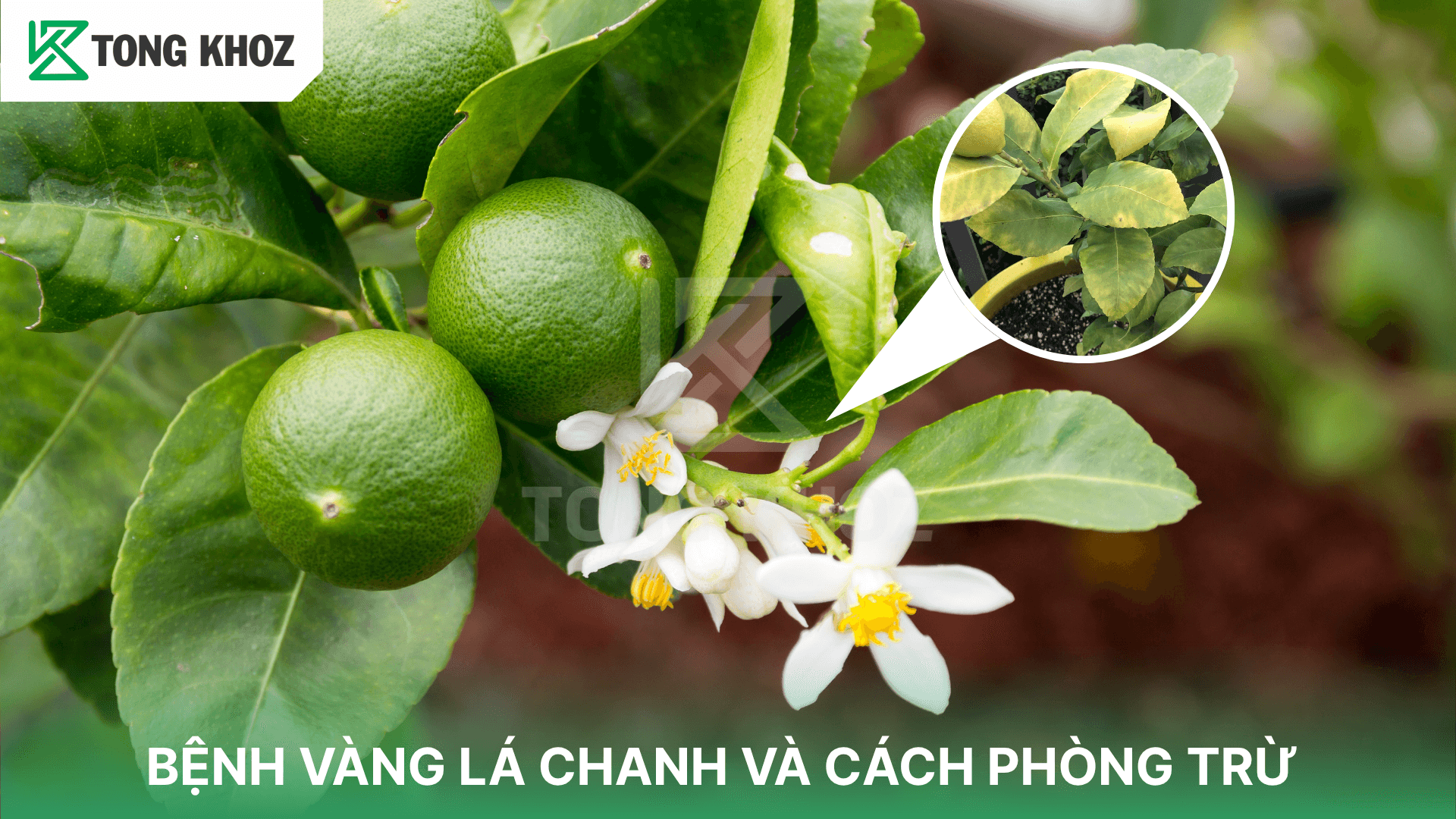 BỆNH VÀNG LÁ CHANH VÀ CÁCH PHÒNG TRỪ