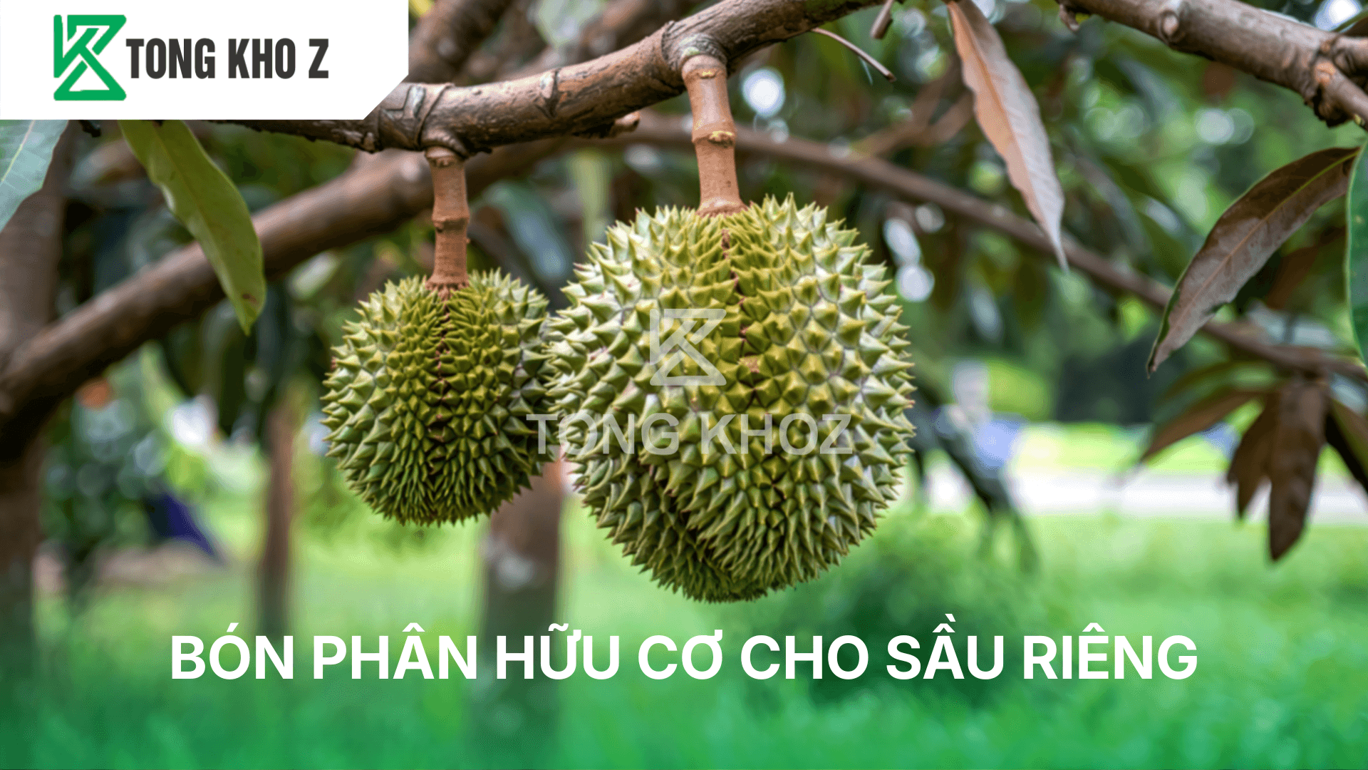 PHÂN BÓN HỮU CƠ CHO SẦU RIÊNG