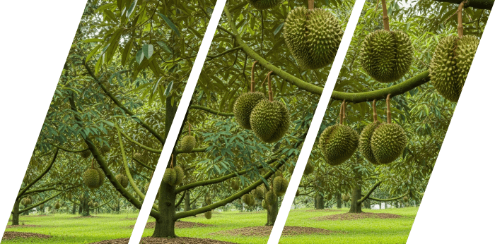 Giới thiệu Tổng Kho Z