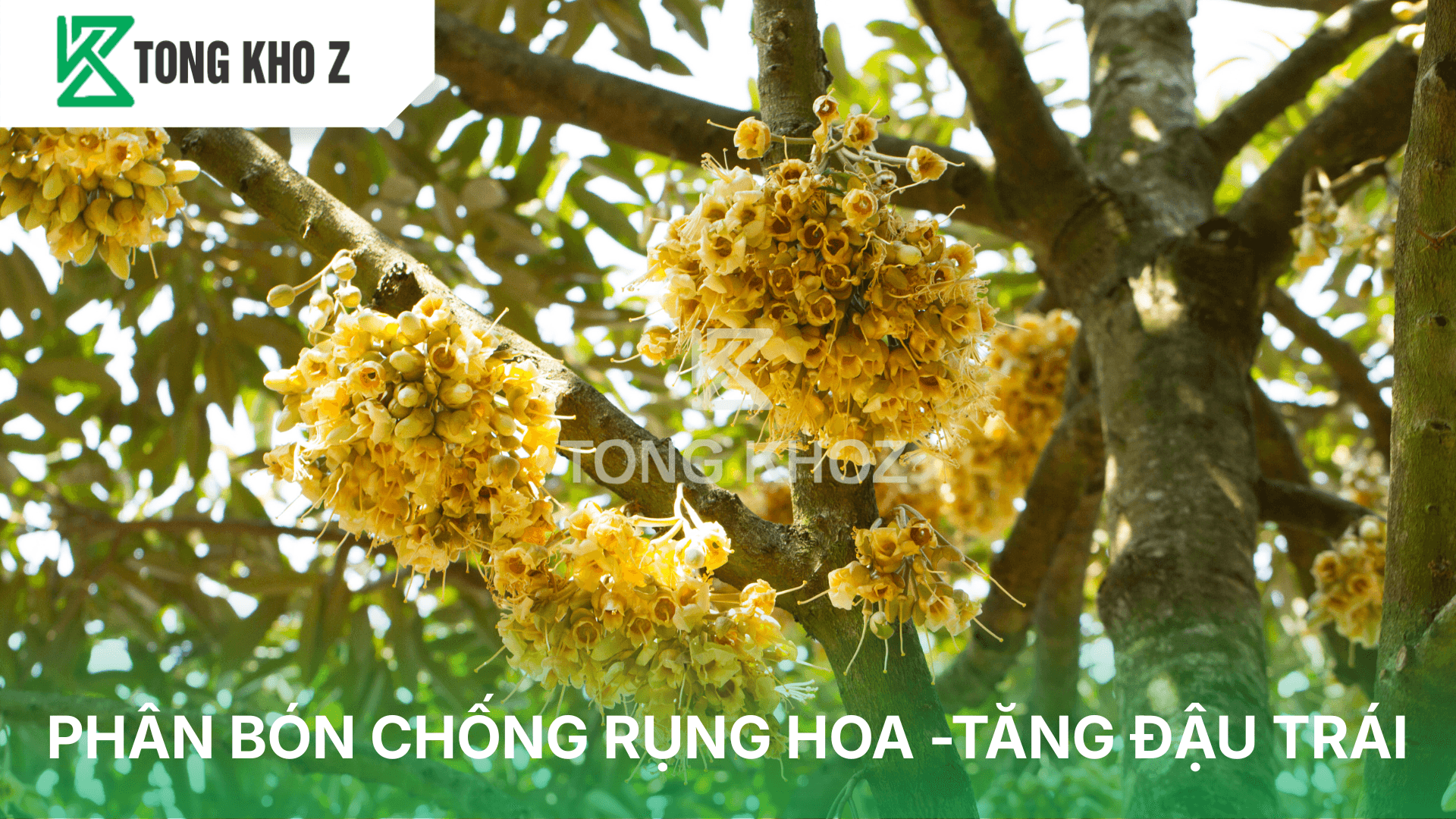 PHÂN BÓN CHỐNG RỤNG HOA – TĂNG ĐẬU TRÁI