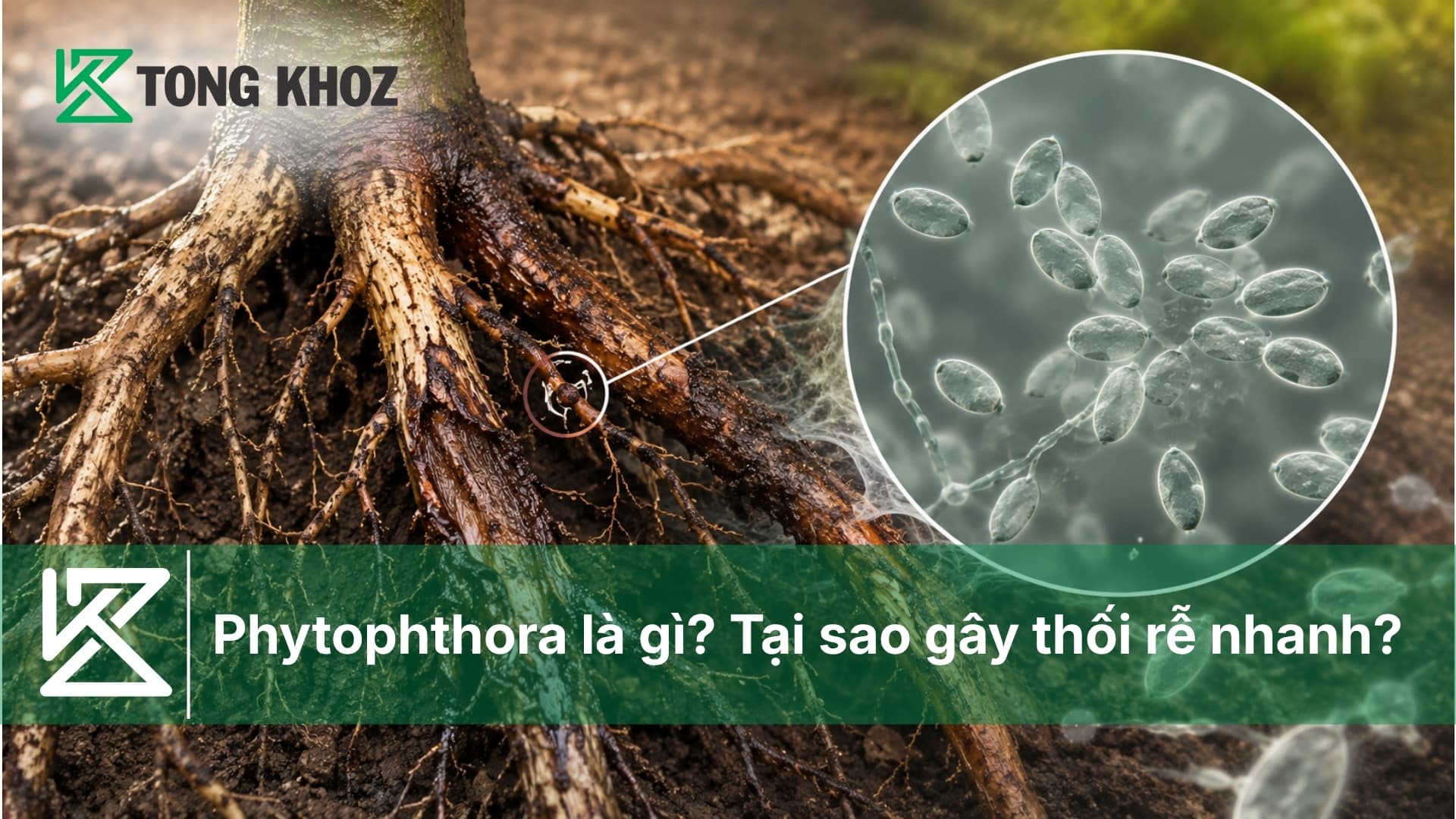Phytophthora là gì? Tại sao gây thối rễ nhanh?