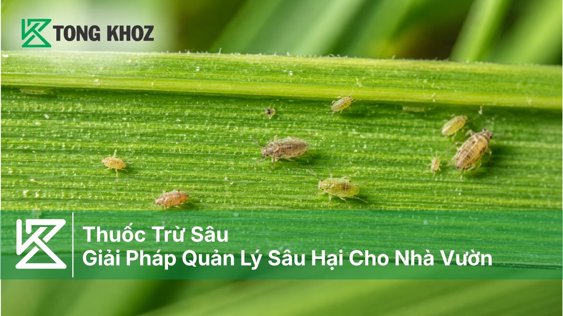 Thuốc Trừ Sâu - Giải Pháp Quản Lý Sâu Hại Cho Nhà Vườn