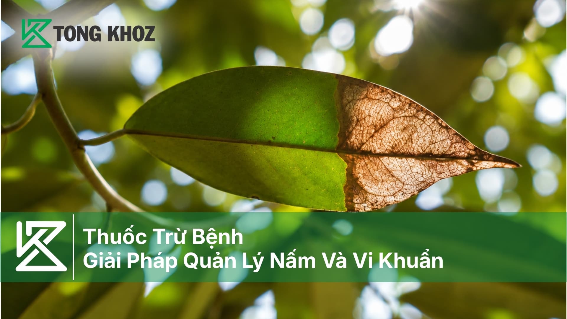Thuốc Trừ Bệnh - Giải Pháp Quản Lý Nấm Và Vi Khuẩn