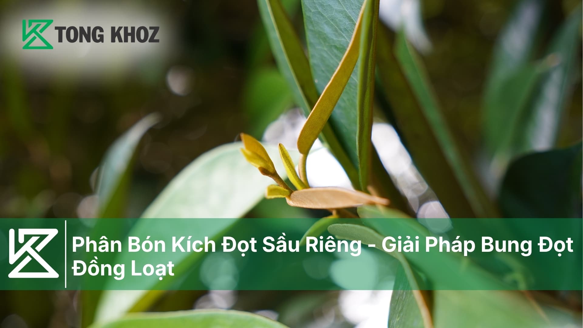 Phân Bón Kích Đọt Sầu Riêng - Giải Pháp Bung Đọt Đồng Loạt