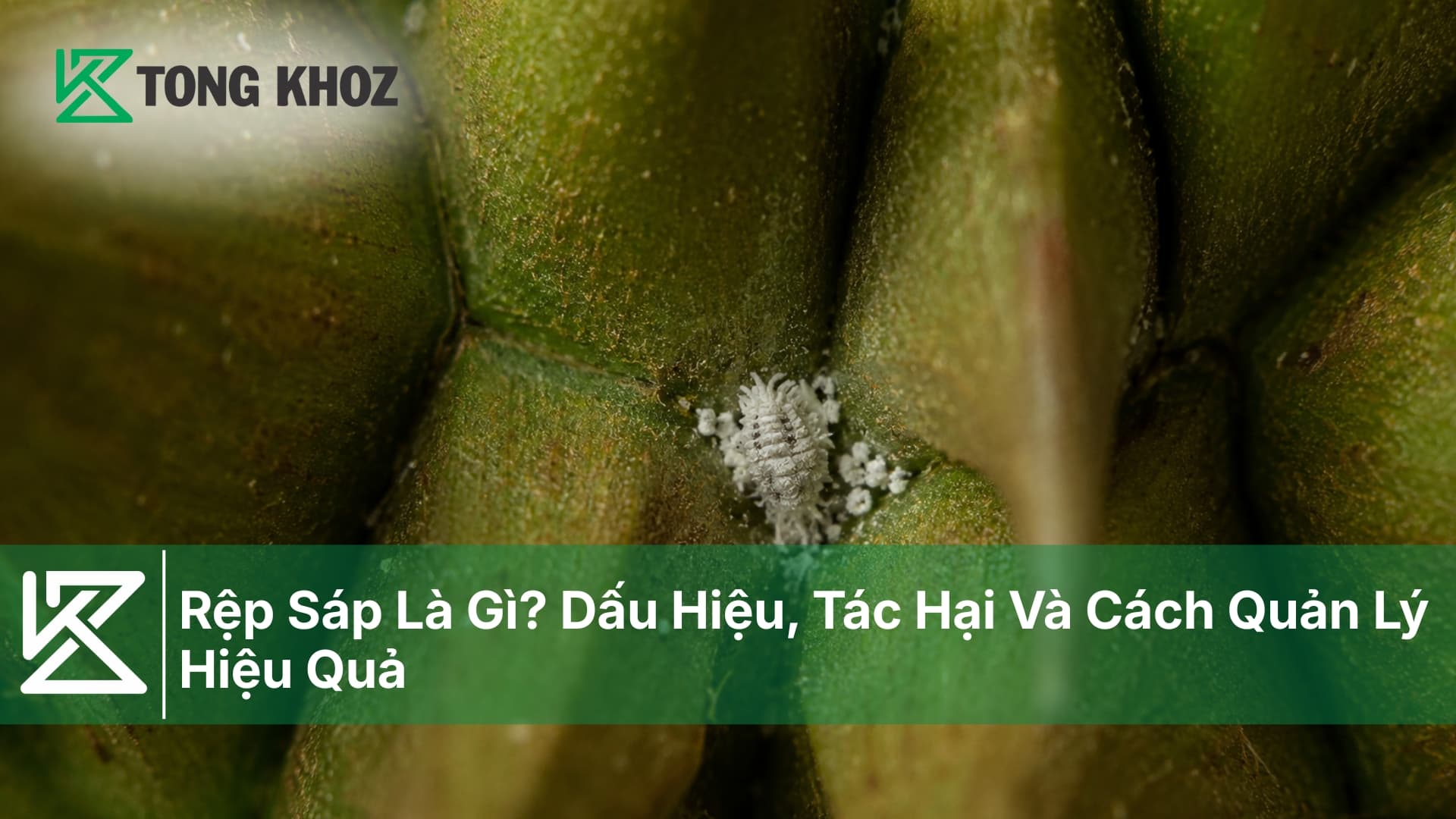Rệp Sáp Là Gì? Dấu Hiệu, Tác Hại Và Cách Quản Lý Hiệu Quả