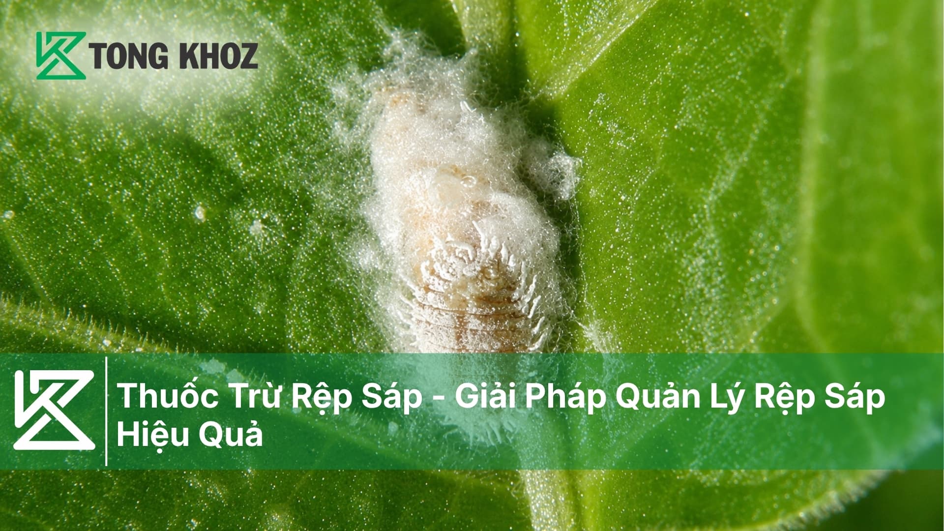 Thuốc Trừ Rệp Sáp - Giải Pháp Quản Lý Rệp Sáp Hiệu Quả
