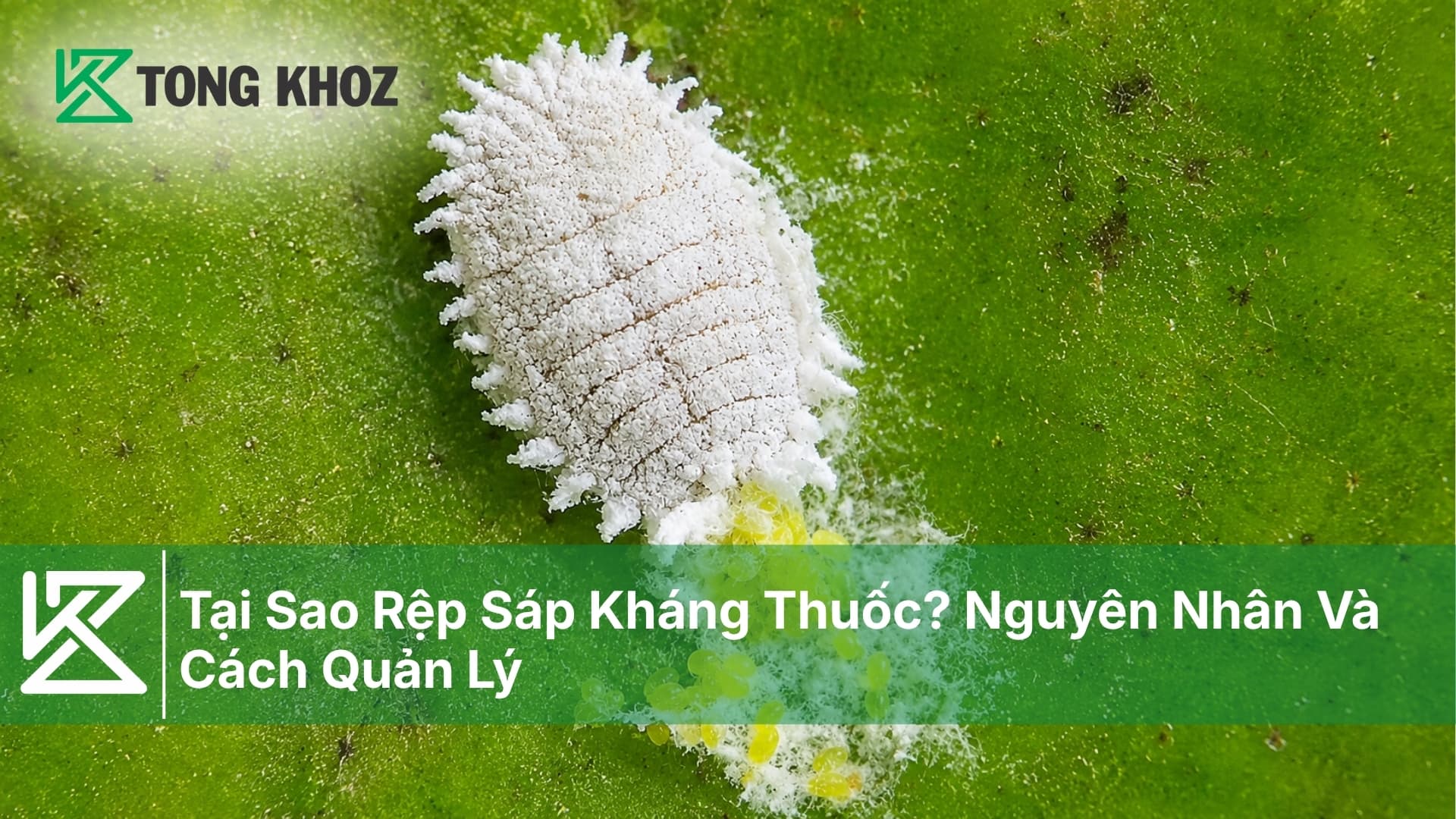 Tại Sao Rệp Sáp Kháng Thuốc? Nguyên Nhân Và Cách Quản Lý