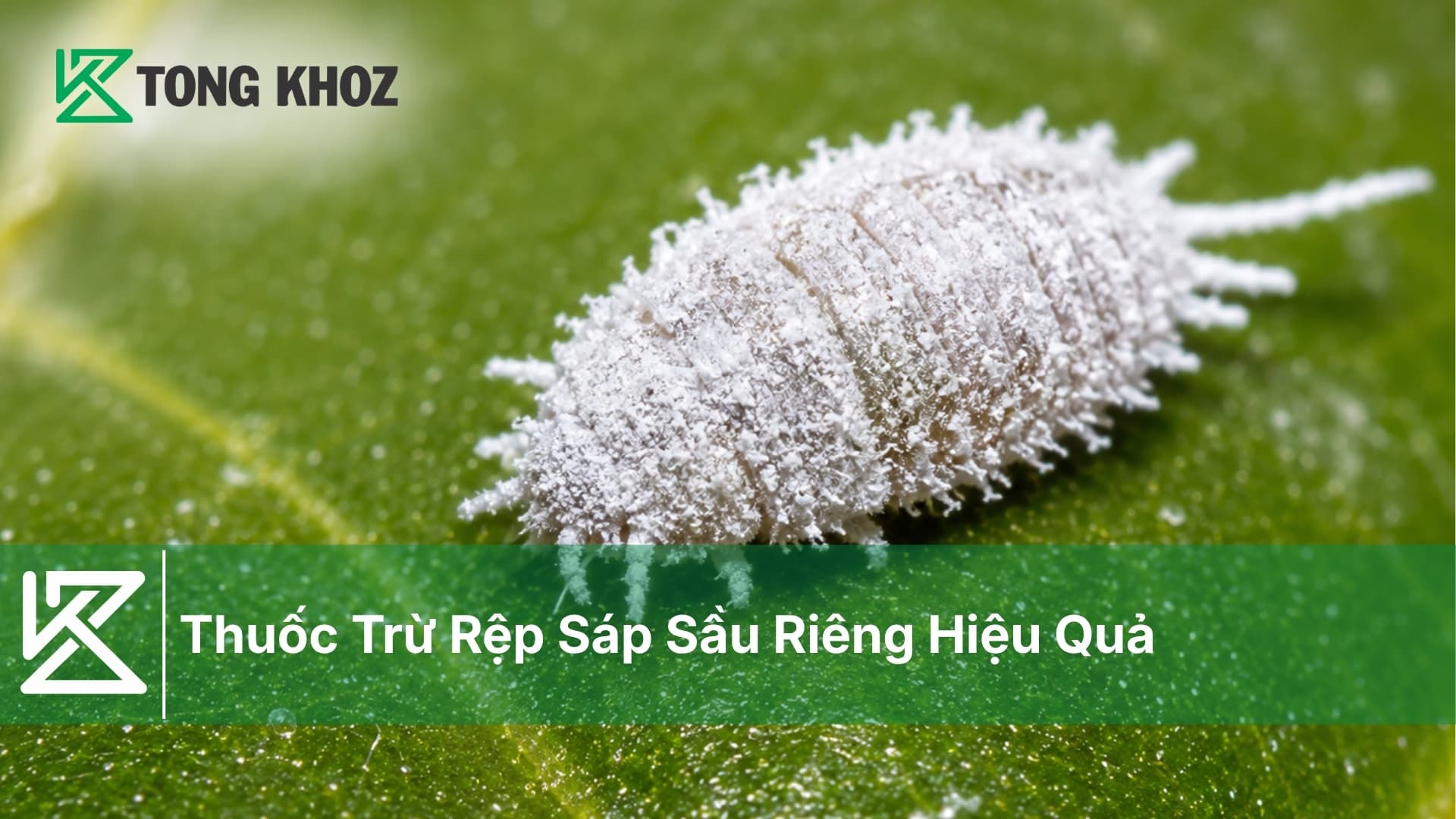 Thuốc Trừ Rệp Sáp Sầu Riêng Hiệu Quả