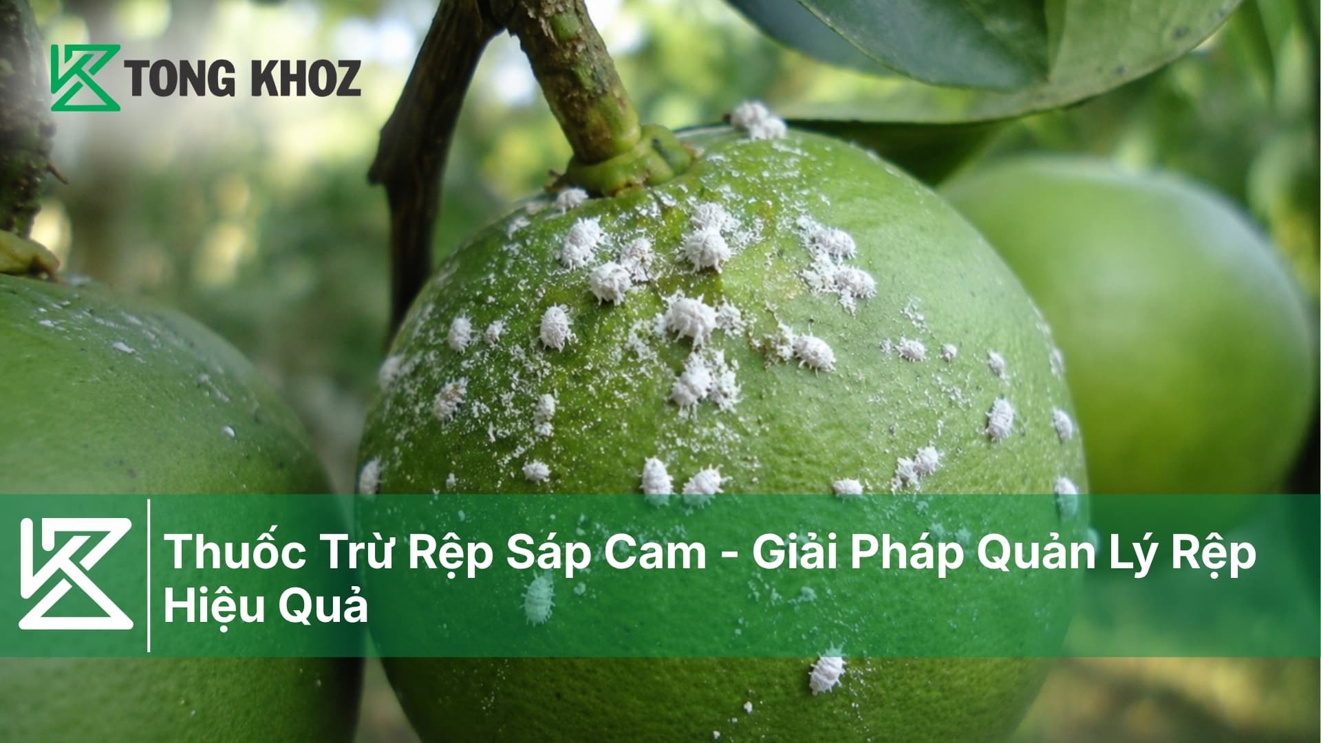 Thuốc Trừ Rệp Sáp Cam - Giải Pháp Quản Lý Rệp Hiệu Quả