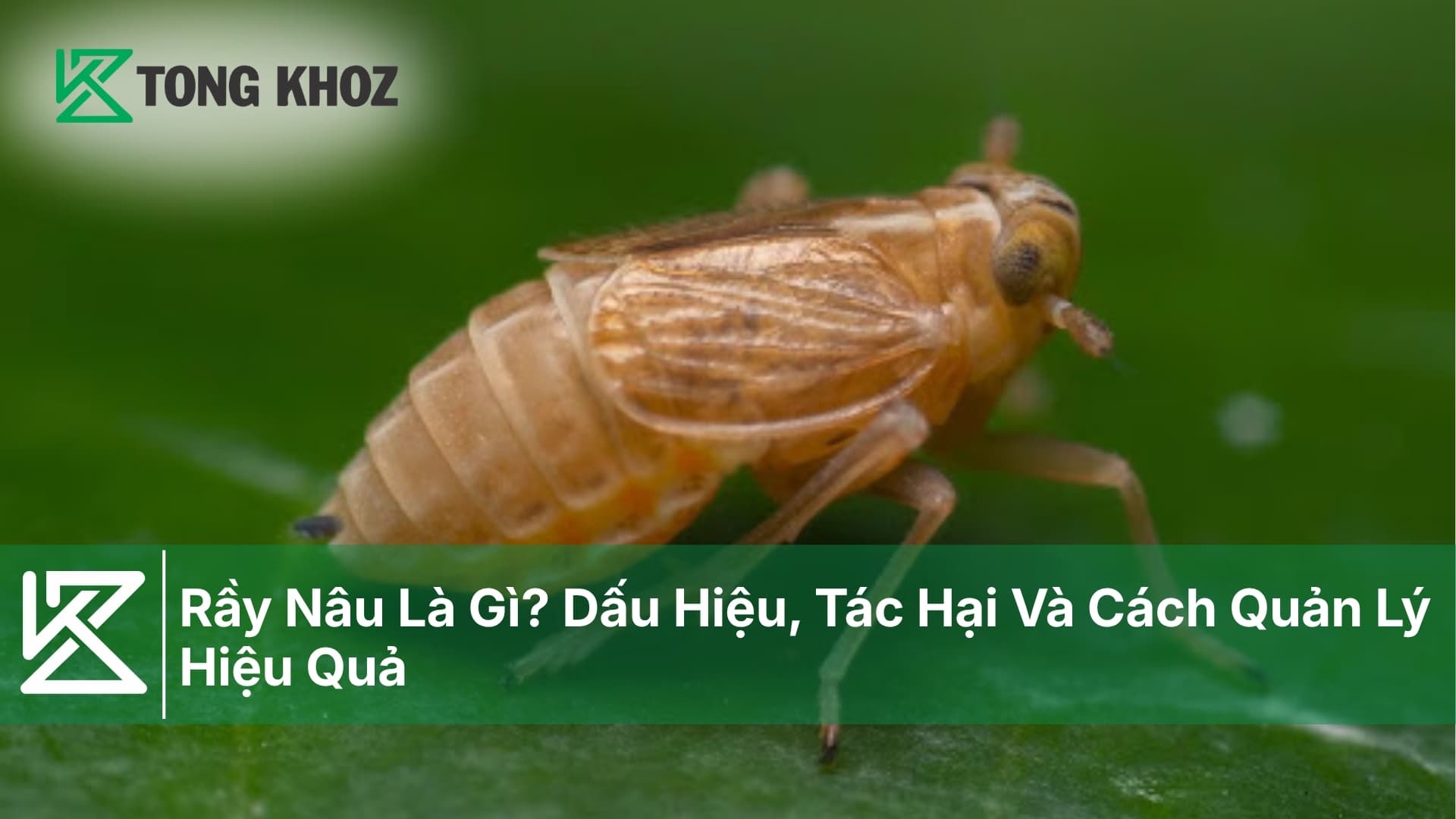 Rầy Nâu Là Gì? Dấu Hiệu, Tác Hại Và Cách Quản Lý Hiệu Quả