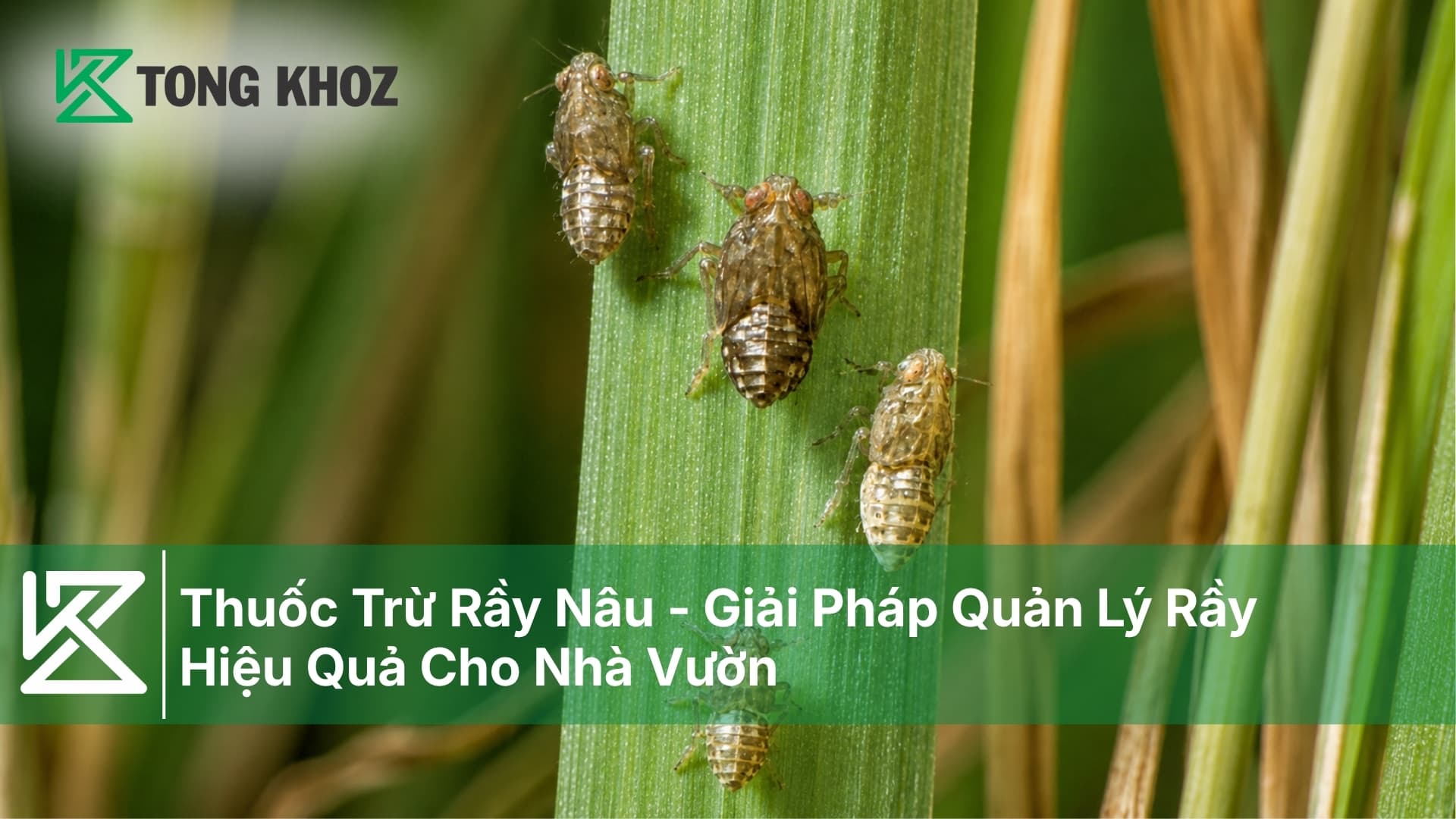 Thuốc Trừ Rầy Nâu - Giải Pháp Quản Lý Rầy Hiệu Quả