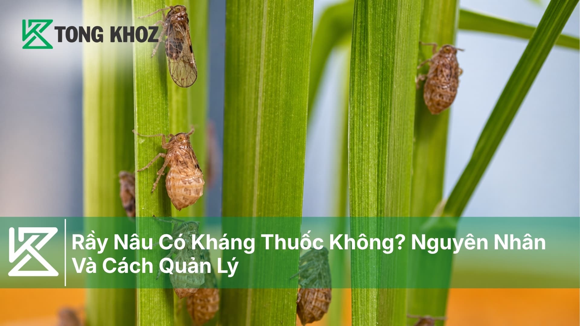 Rầy Nâu Có Kháng Thuốc Không? Nguyên Nhân Và Cách Quản Lý