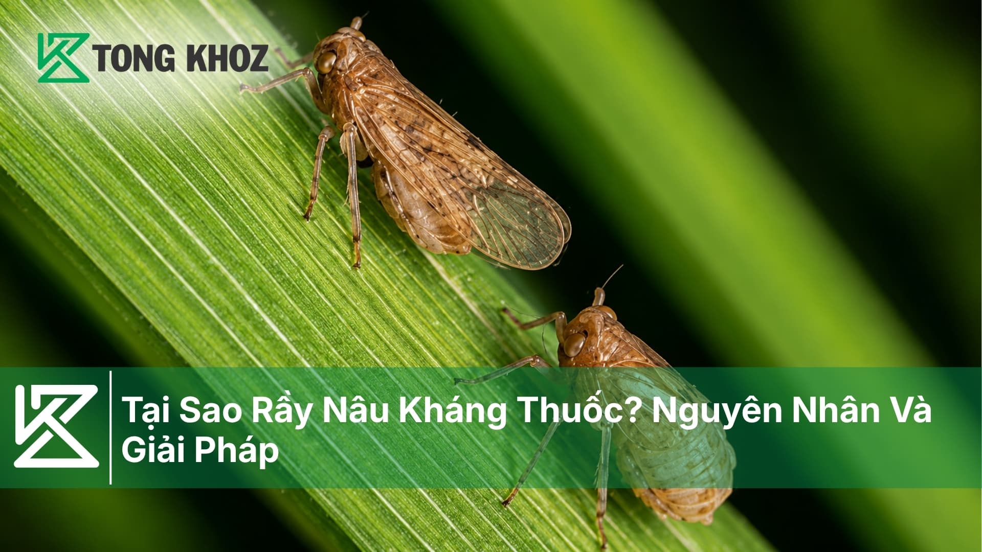 Tại Sao Rầy Nâu Kháng Thuốc? Nguyên Nhân Và Giải Pháp