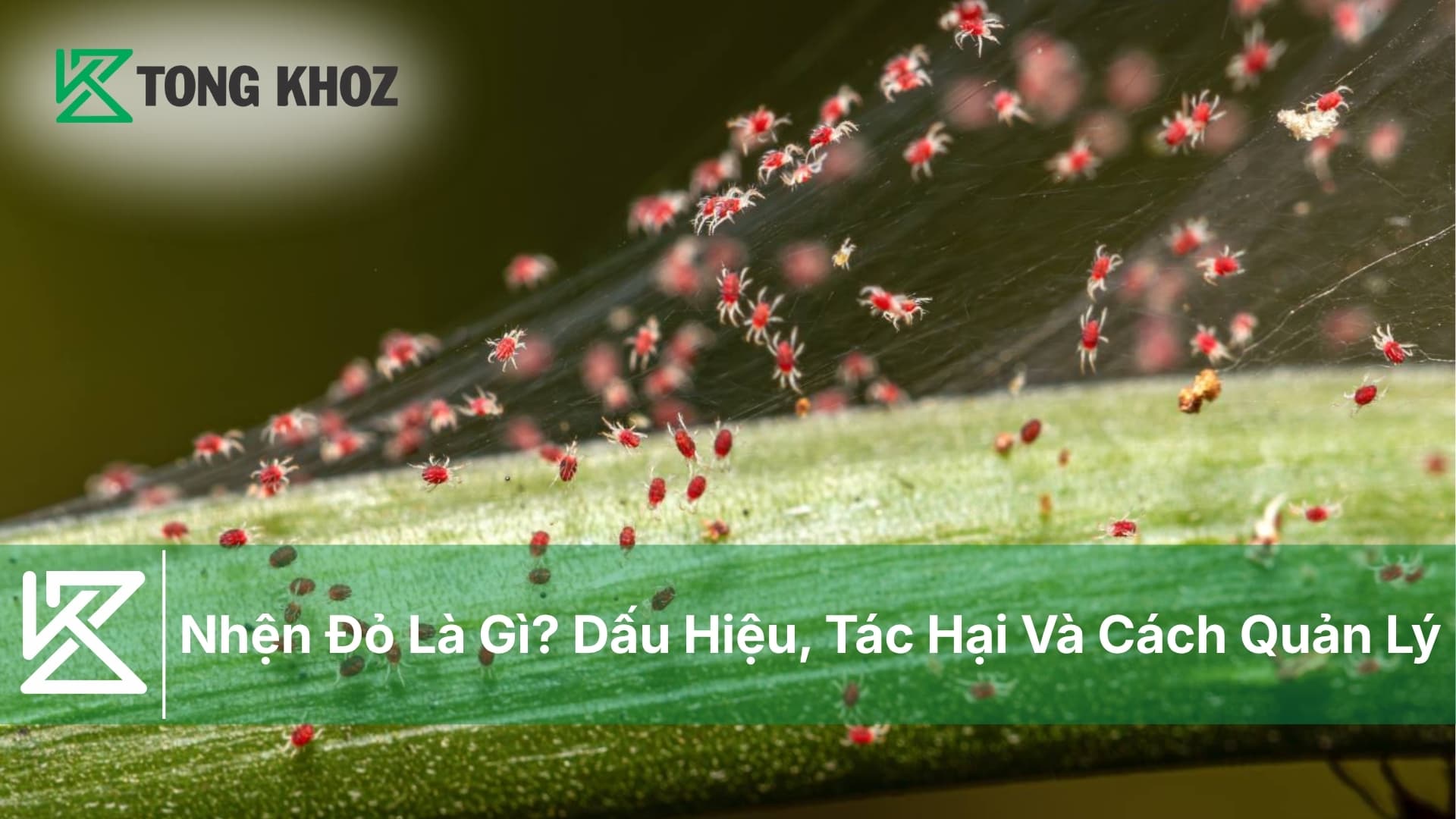 Nhện Đỏ Là Gì? Dấu Hiệu, Tác Hại Và Cách Quản Lý