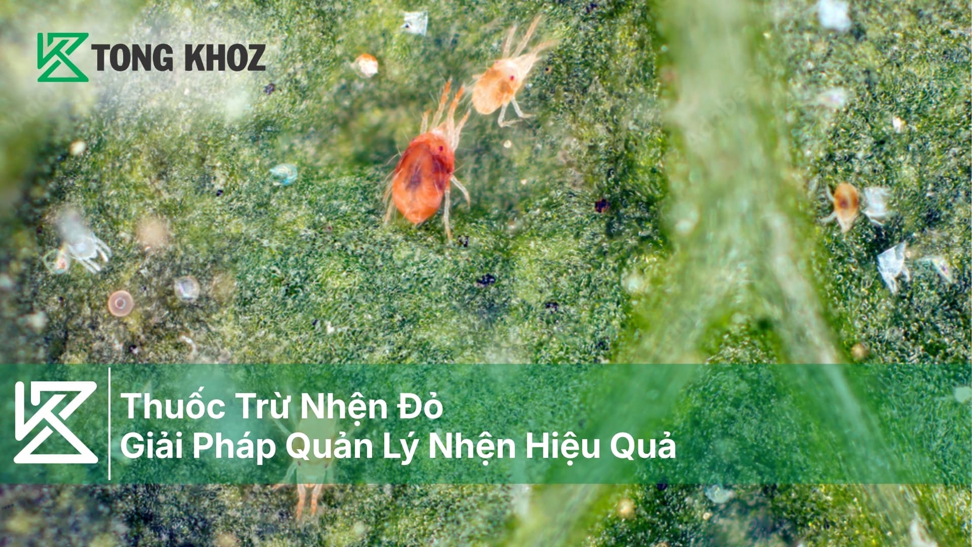 Thuốc Trừ Nhện Đỏ - Giải Pháp Quản Lý Nhện Hiệu Quả