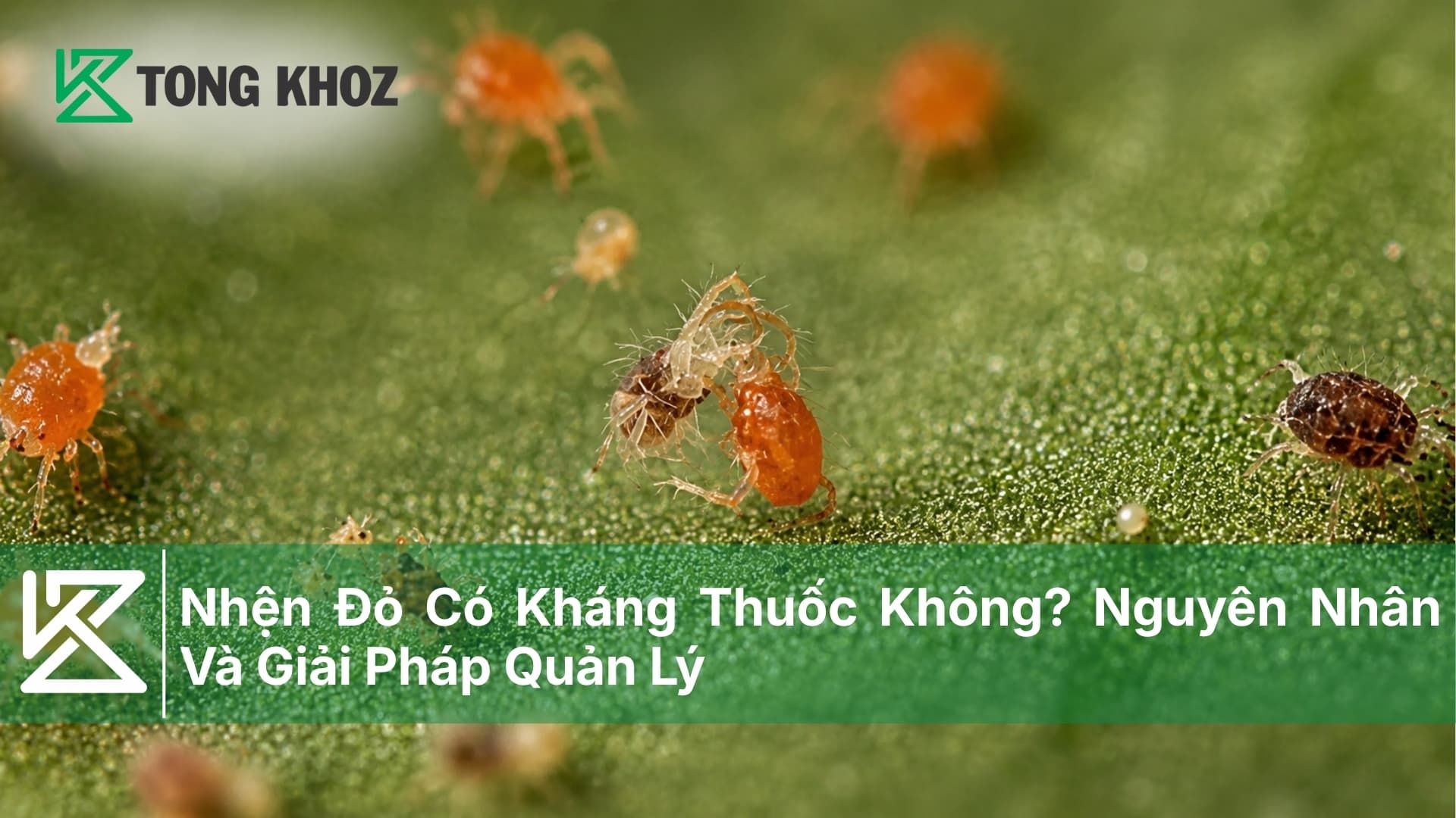 Nhện Đỏ Có Kháng Thuốc Không? Nguyên Nhân Và Giải Pháp Quản Lý