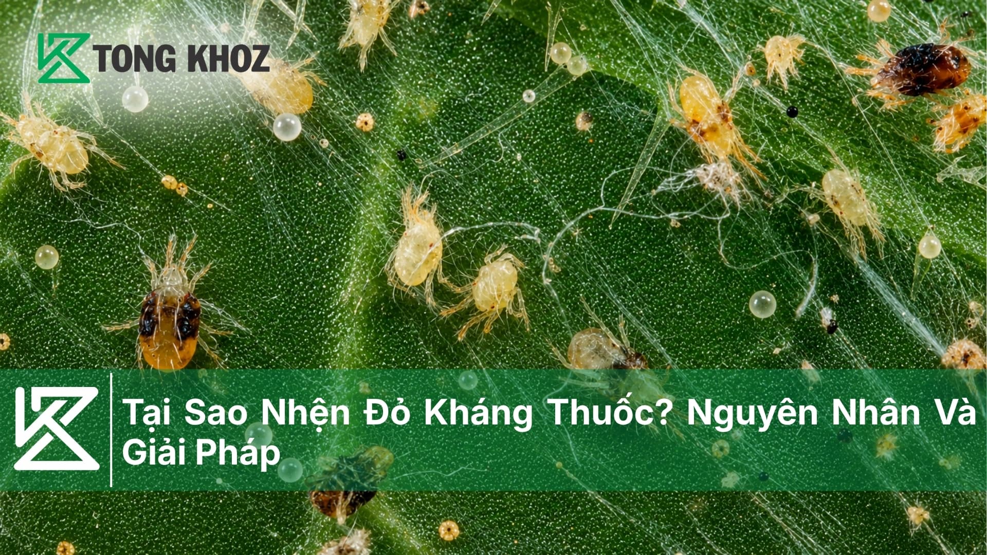 Tại Sao Nhện Đỏ Kháng Thuốc? Nguyên Nhân Và Giải Pháp