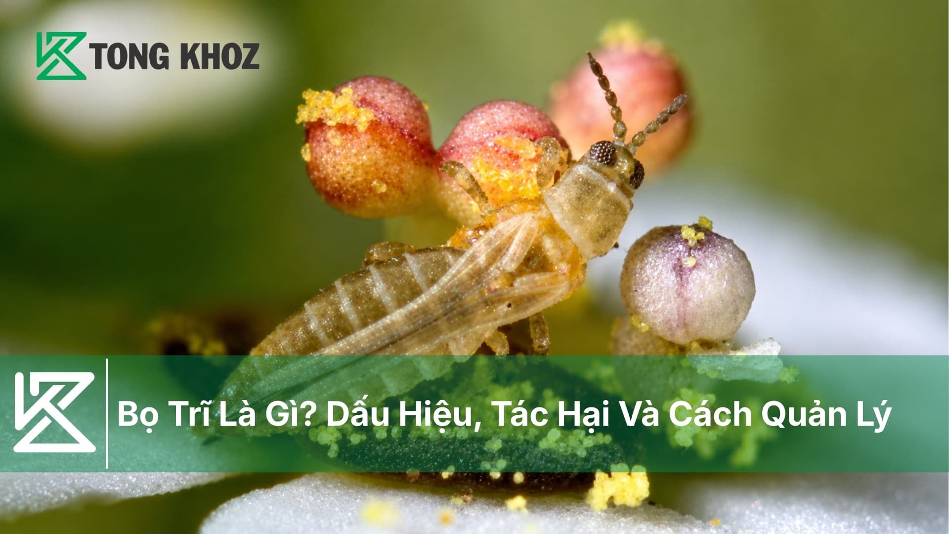 Bọ Trĩ Là Gì? Dấu Hiệu, Tác Hại Và Cách Quản Lý