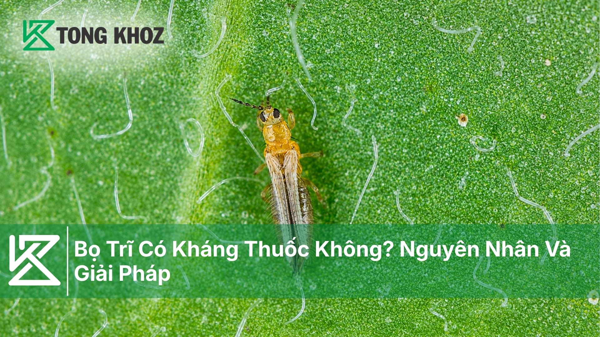 Bọ Trĩ Có Kháng Thuốc Không? Nguyên Nhân Và Giải Pháp
