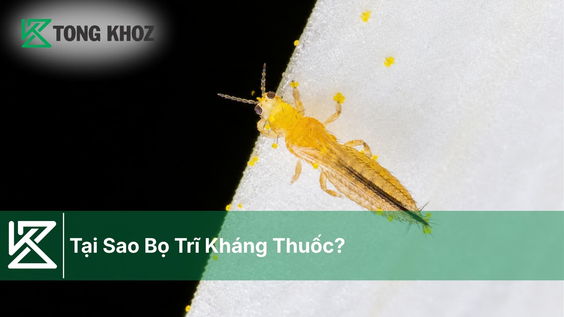 Tại Sao Bọ Trĩ Kháng Thuốc?
