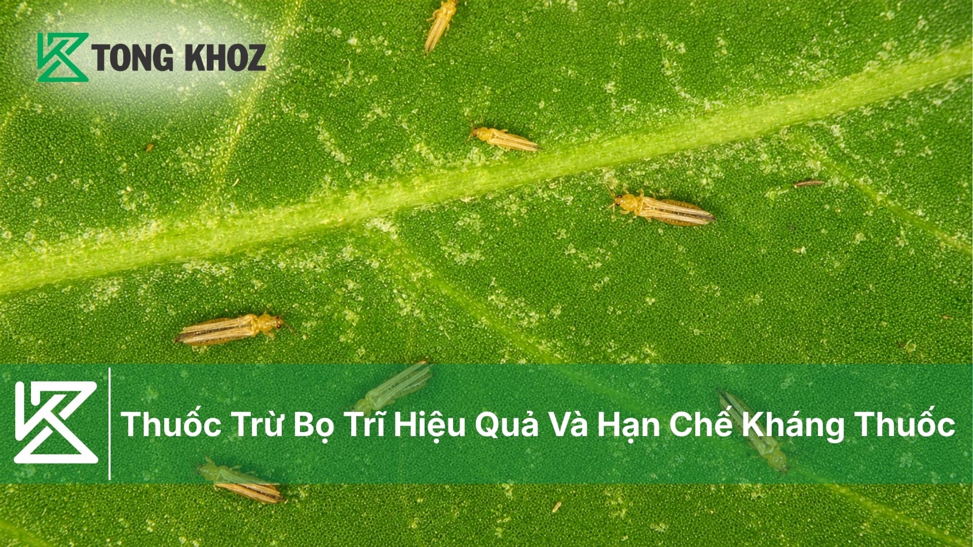 Thuốc Trừ Bọ Trĩ Hiệu Quả Và Hạn Chế Kháng Thuốc