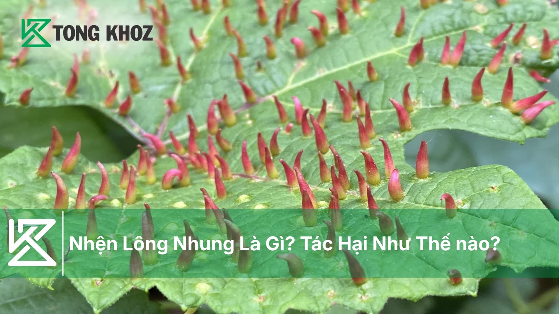 Nhện Lông Nhung Là Gì? Tác Hại Như Thế nào?