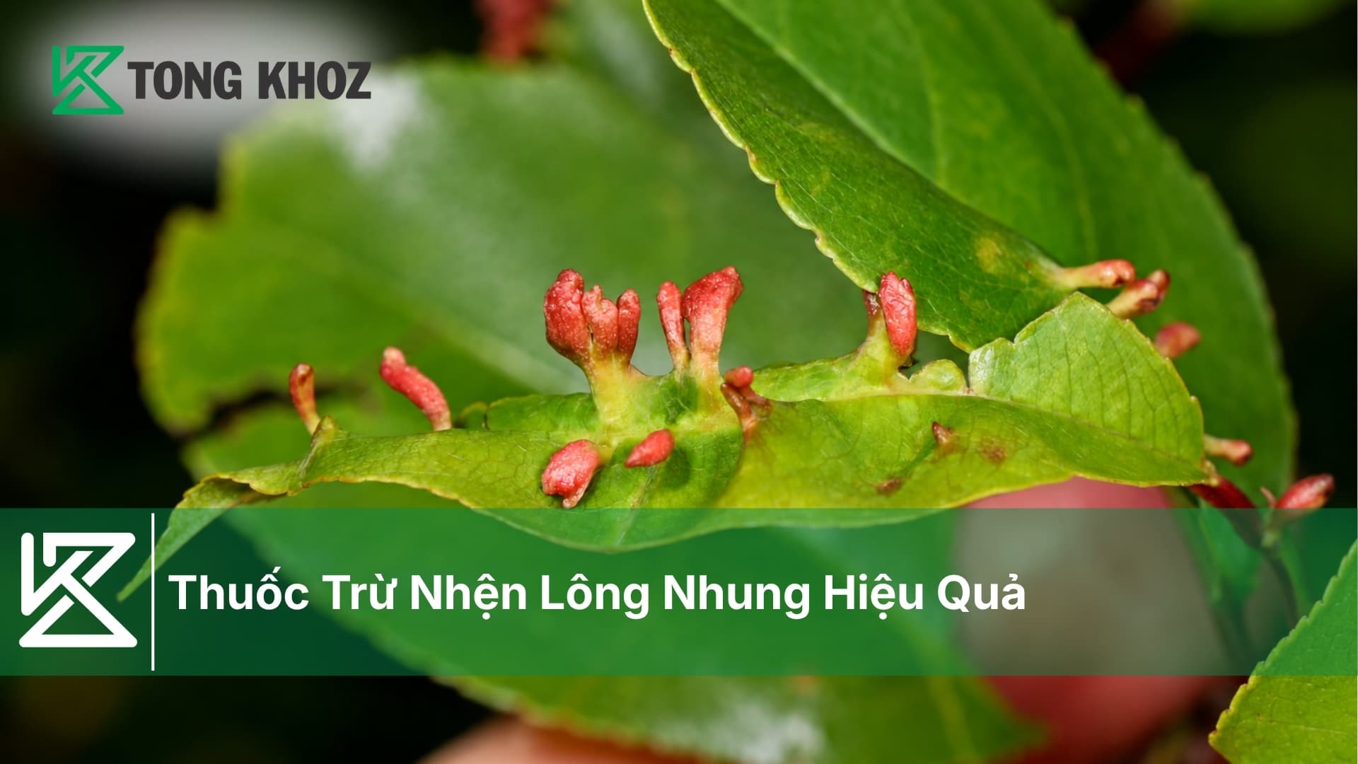 Thuốc Trừ Nhện Lông Nhung Hiệu Quả
