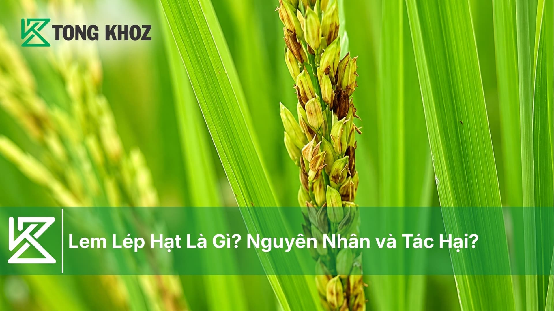 Lem Lép Hạt Là Gì? Nguyên Nhân và Tác Hại?