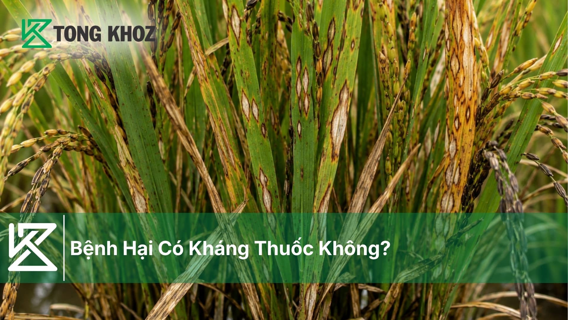 Bệnh Hại Có Kháng Thuốc Không?