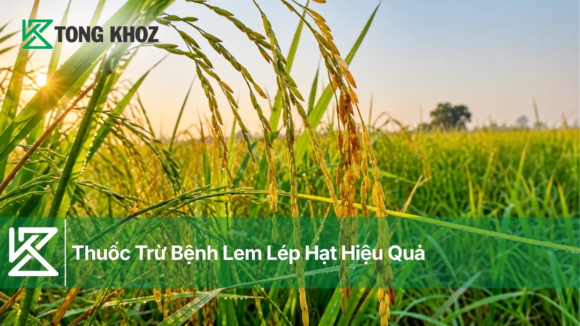 Thuốc Trừ Bệnh Lem Lép Hạt Hiệu Quả