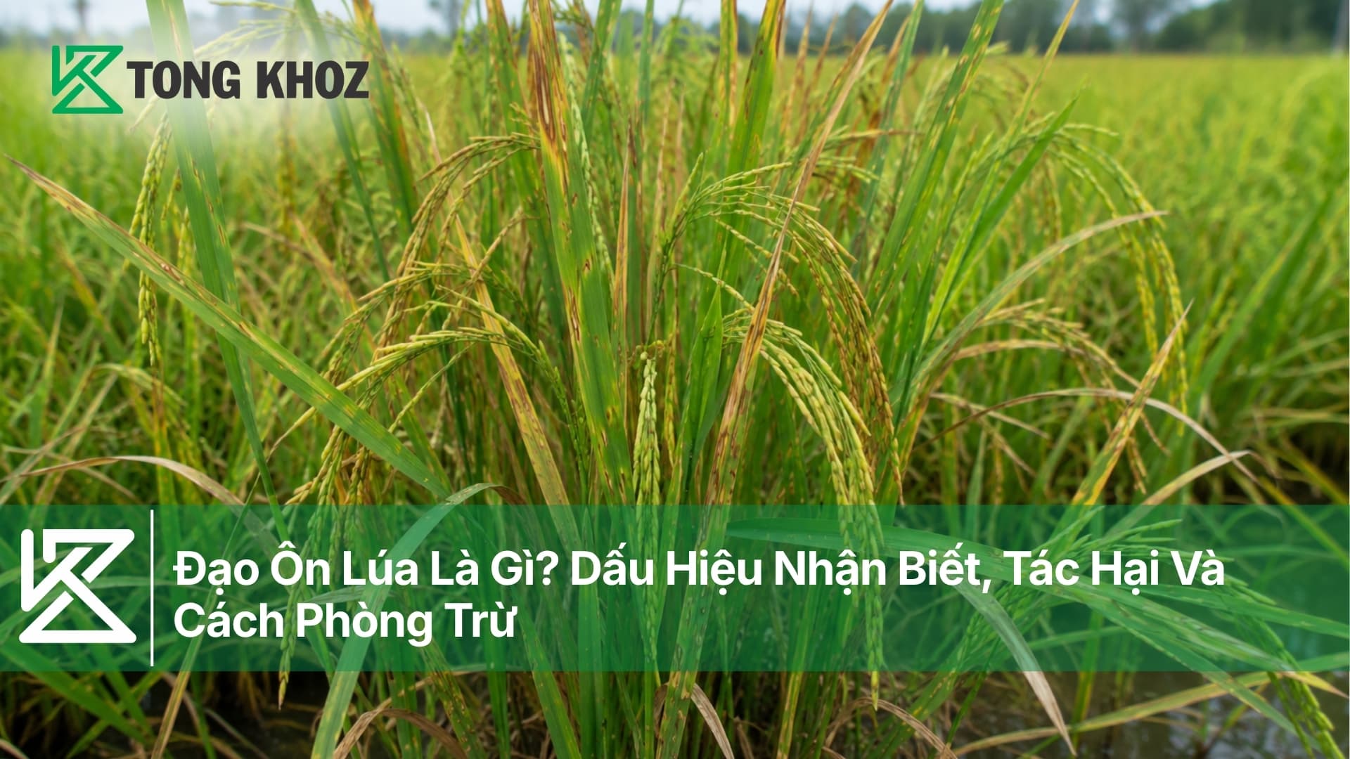 Đạo Ôn Lúa Là Gì? Dấu Hiệu Nhận Biết Và Cách Phòng Trừ