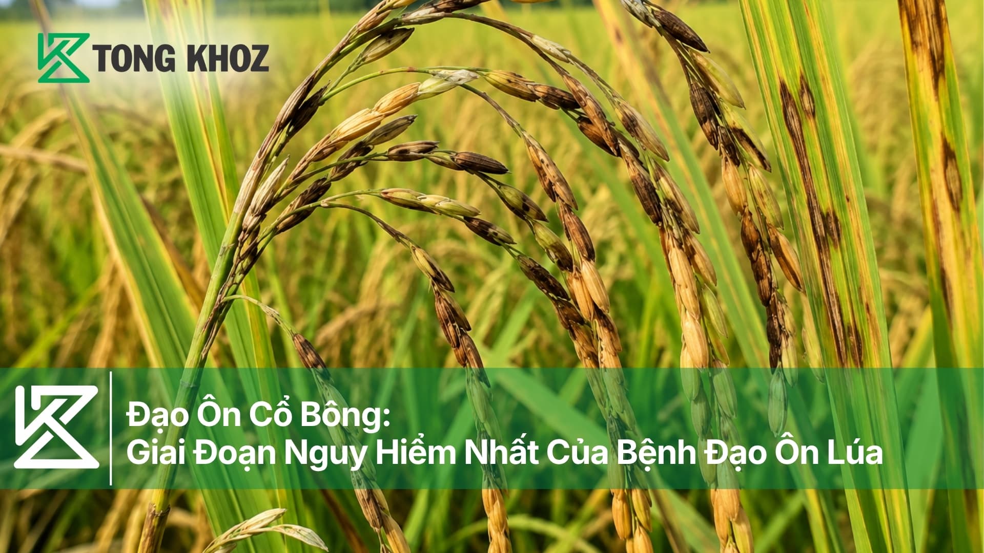 Đạo Ôn Cổ Bông: Giai Đoạn Nguy Hiểm Nhất Của Bệnh Đạo Ôn Lúa