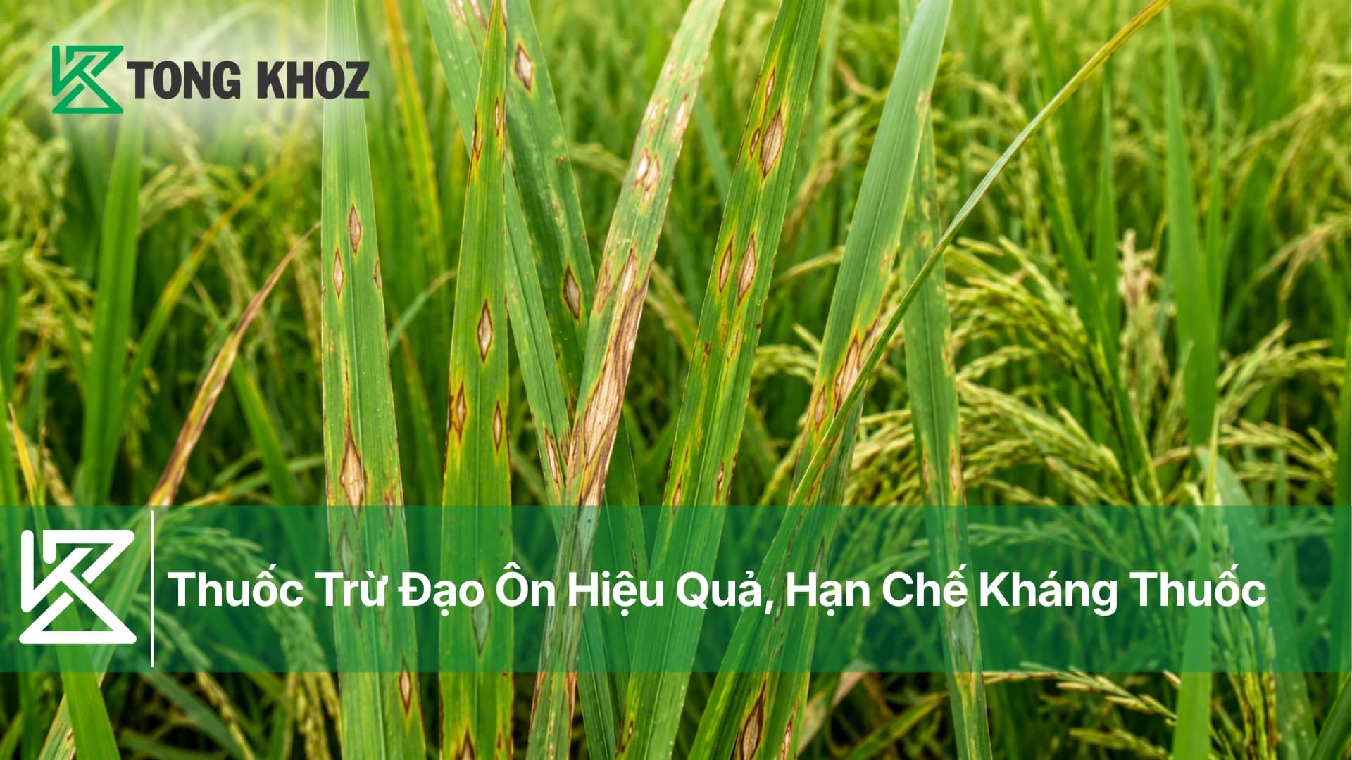 Thuốc Trừ Đạo Ôn Hiệu Quả, Hạn Chế Kháng Thuốc