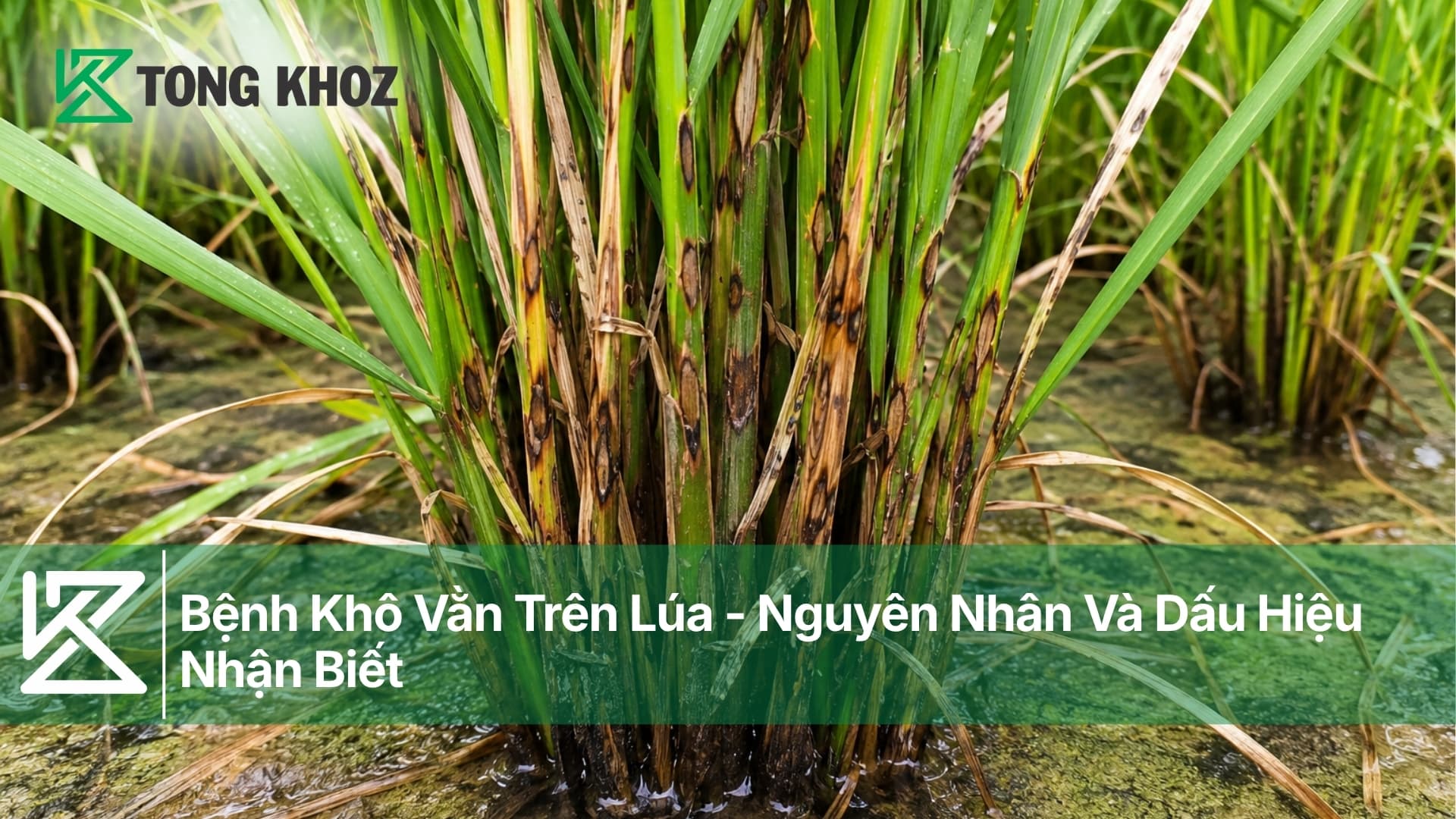 Bệnh Khô Vằn Trên Lúa - Nguyên Nhân Và Dấu Hiệu Nhận Biết
