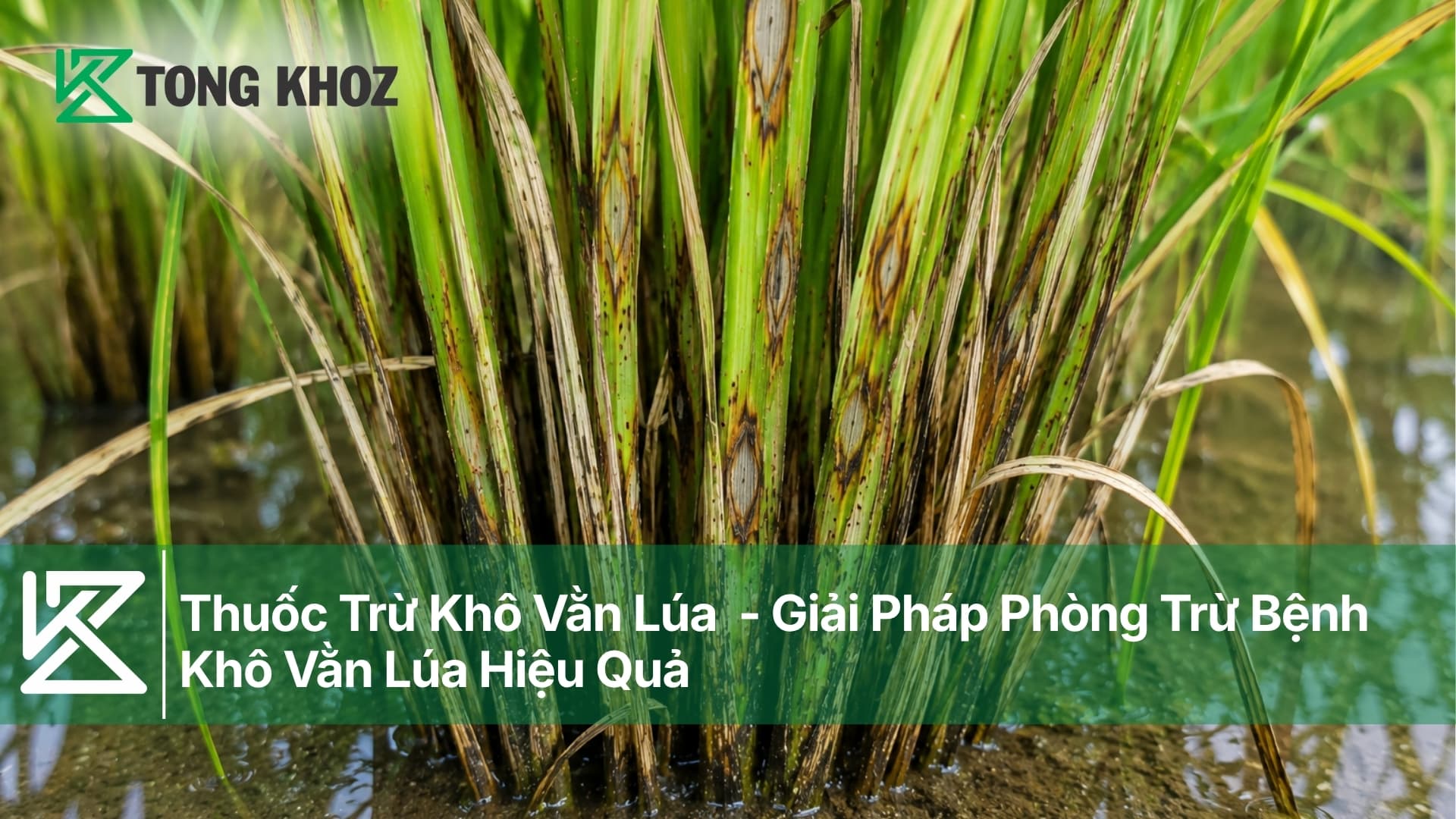 Thuốc Trừ Khô Vằn Lúa - Giải Pháp Phòng Trừ Hiệu Quả