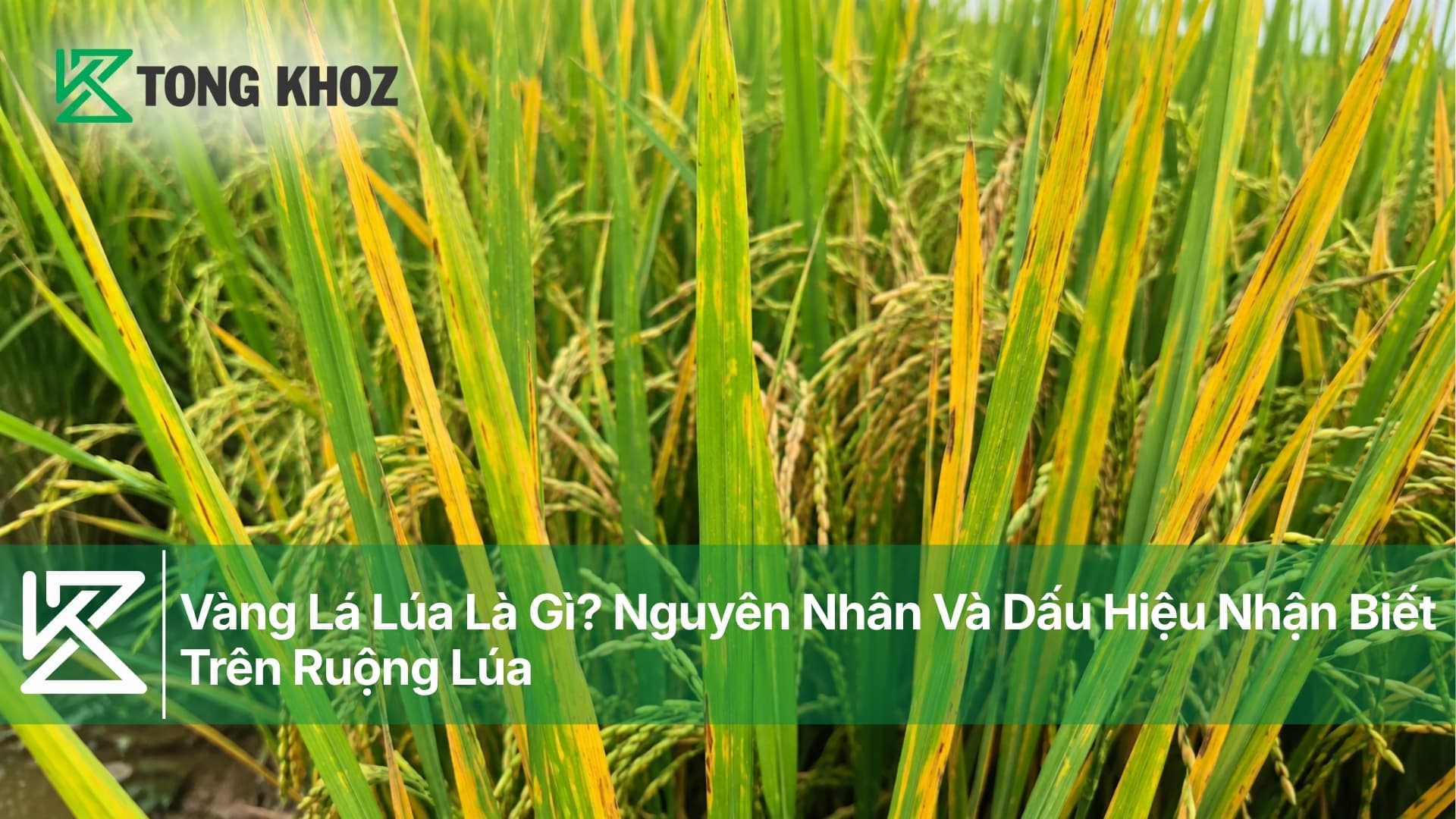 Vàng Lá Lúa Là Gì? Nguyên Nhân Và Dấu Hiệu Nhận Biết