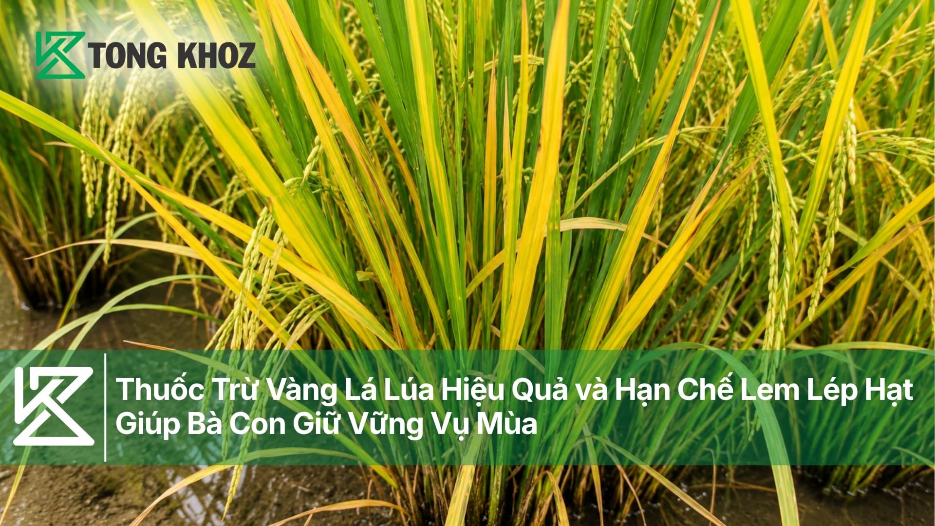 Thuốc Trừ Vàng Lá Lúa Hiệu Quả và Hạn Chế Lem Lép Hạt