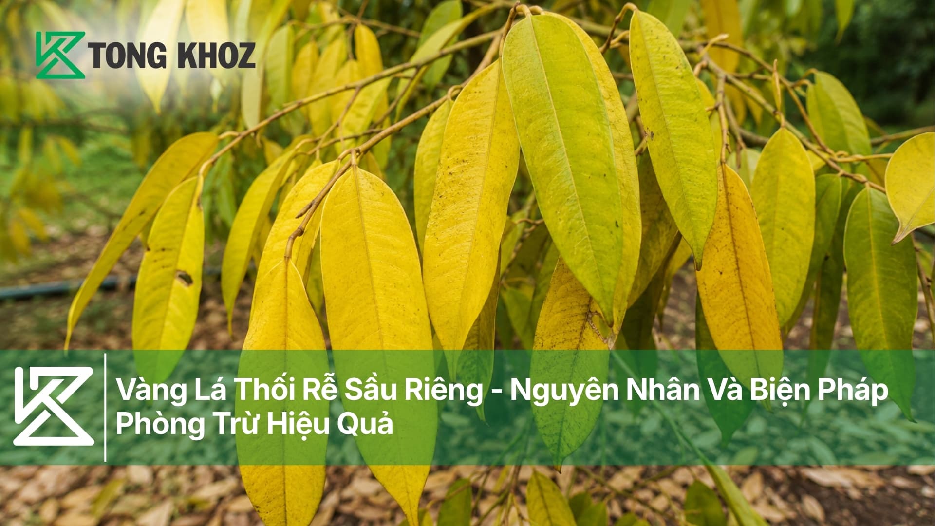 Vàng Lá Thối Rễ Sầu Riêng - Nguyên Nhân Và Cách Phòng Trừ