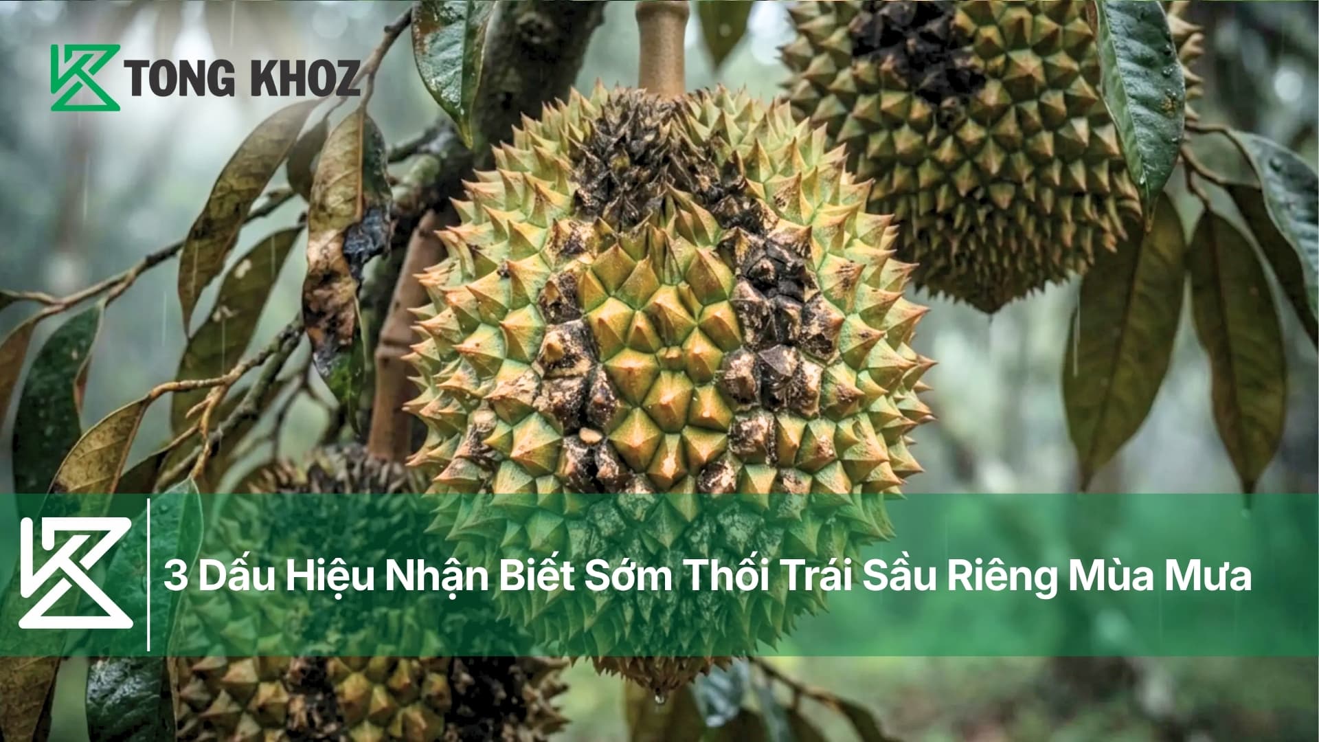 3 Dấu Hiệu Nhận Biết Sớm Thối Trái Sầu Riêng Mùa Mưa