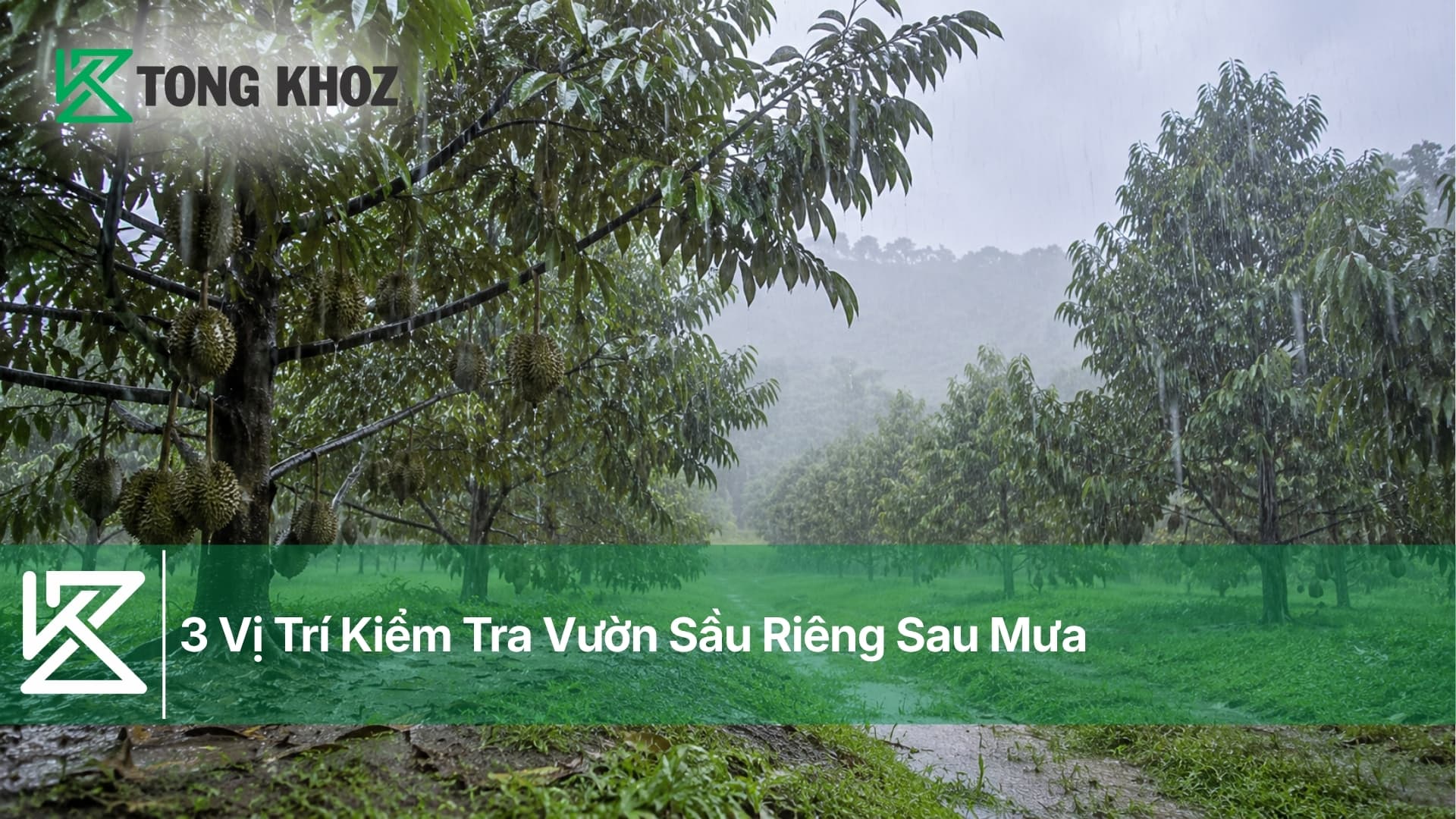 3 Vị Trí Kiểm Tra Vườn Sầu Riêng Sau Mưa