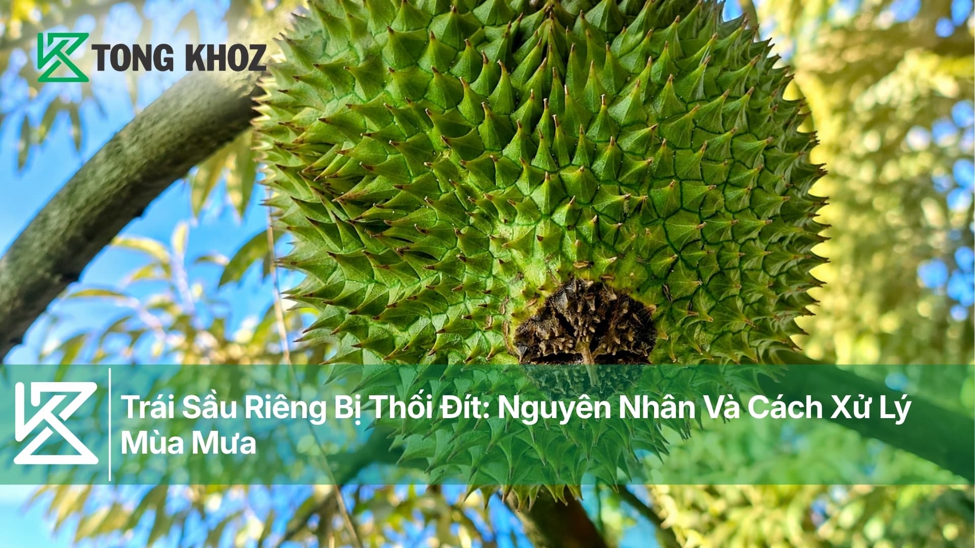 Trái Sầu Riêng Bị Thối Đít: Nguyên Nhân Và Cách Xử Lý Mùa Mưa