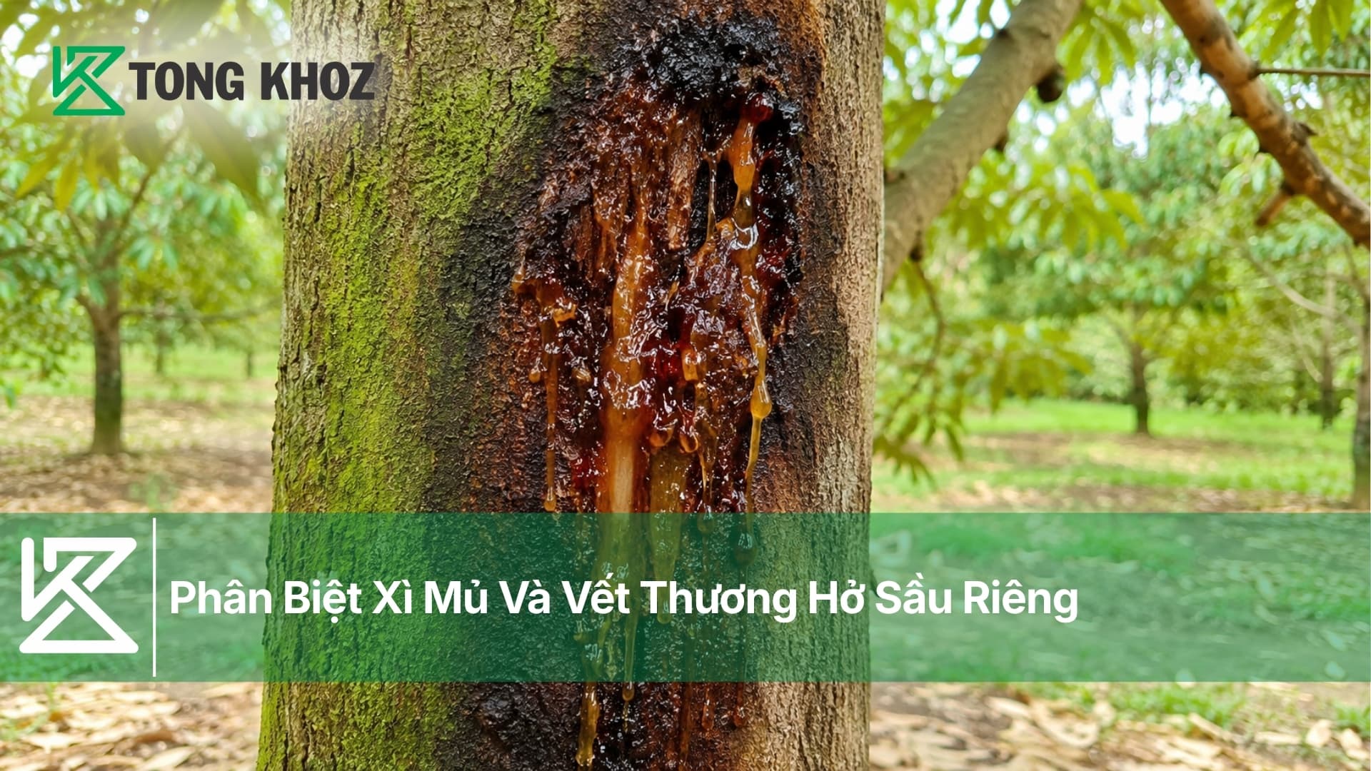 Phân Biệt Xì Mủ Và Vết Thương Hở Sầu Riêng