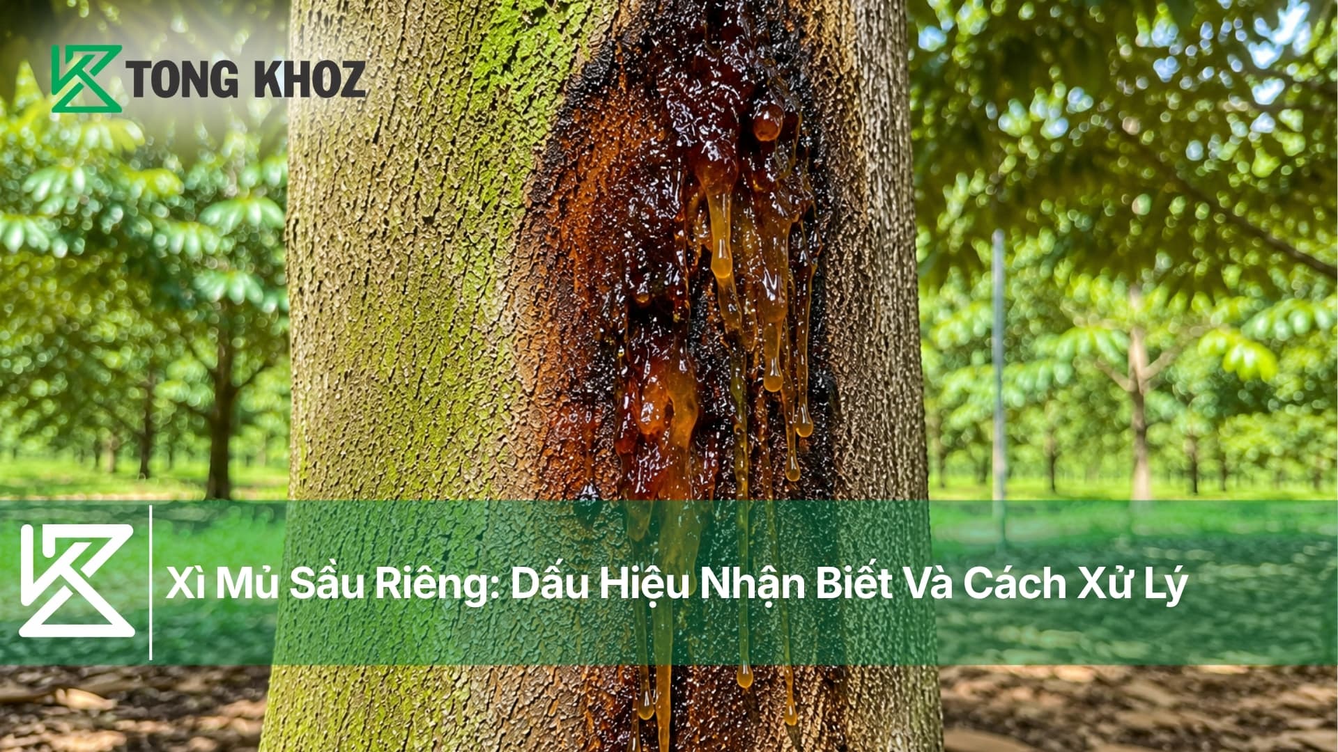 Xì Mủ Sầu Riêng: Dấu Hiệu Nhận Biết Và Cách Xử Lý