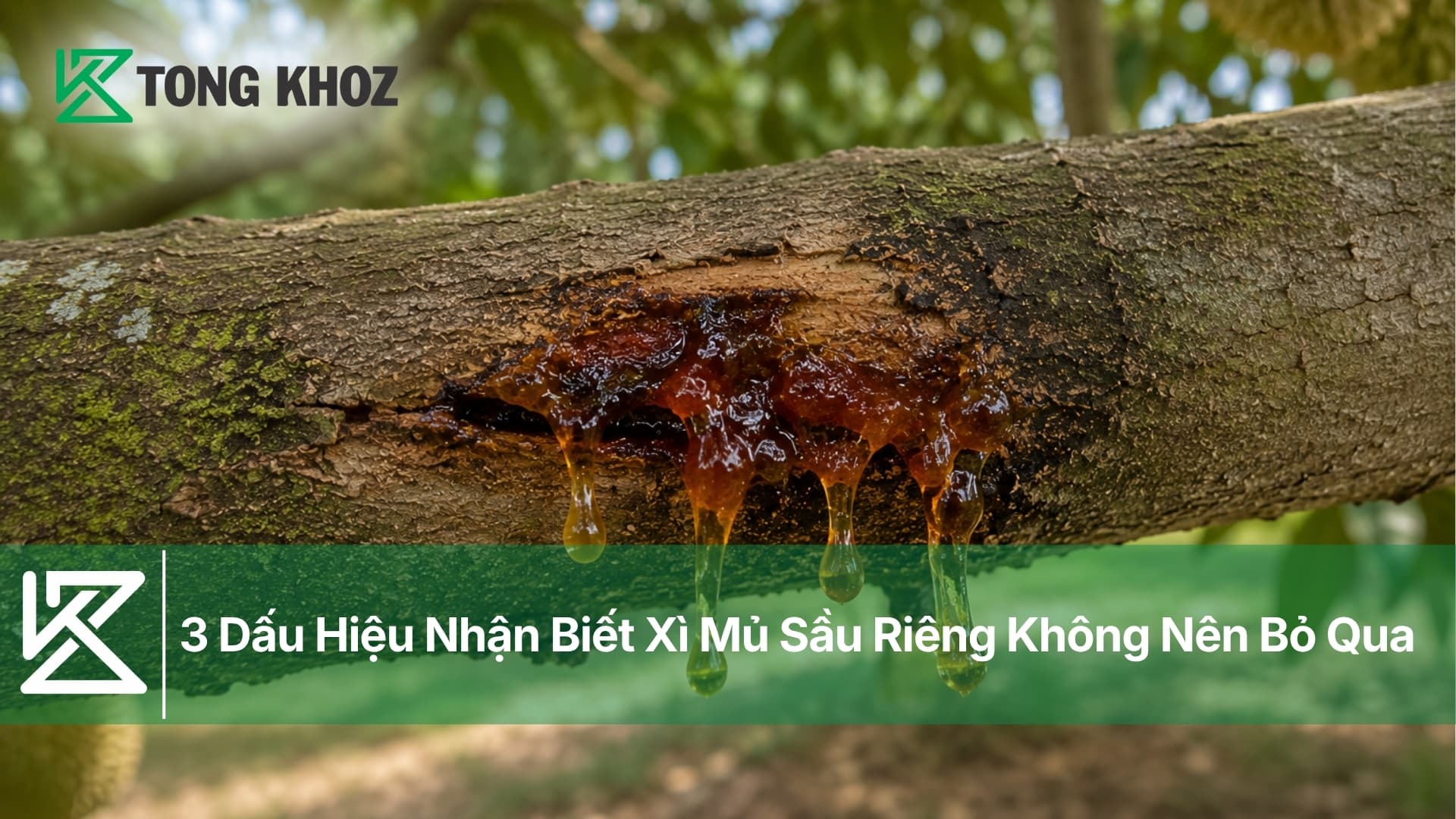 3 Dấu Hiệu Nhận Biết Xì Mủ Sầu Riêng Không Nên Bỏ Qua
