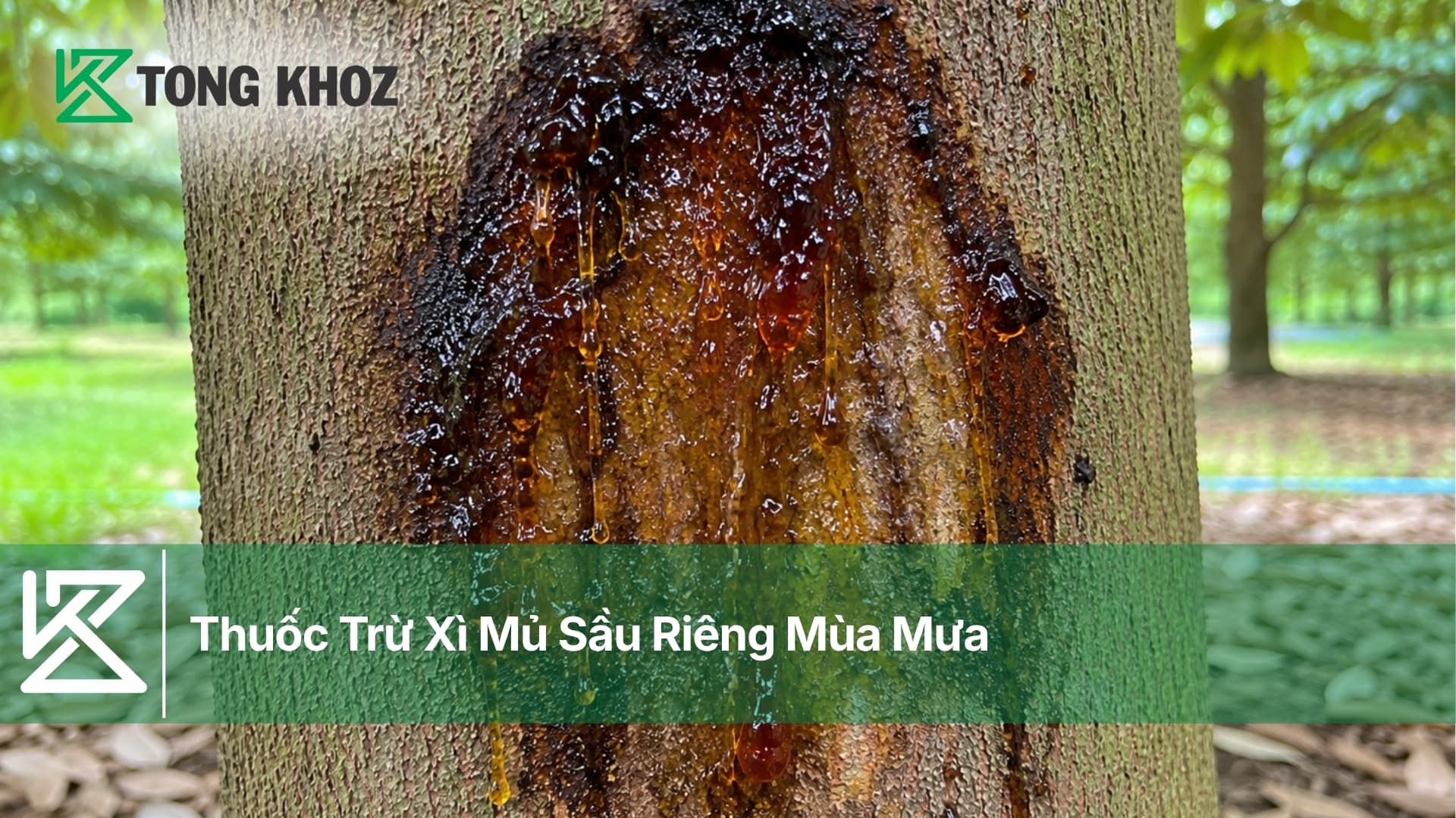 Thuốc Trừ Xì Mủ Sầu Riêng Mùa Mưa