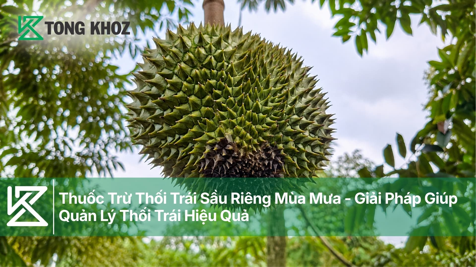 Thuốc Trừ Thối Trái Sầu Riêng Mùa Mưa