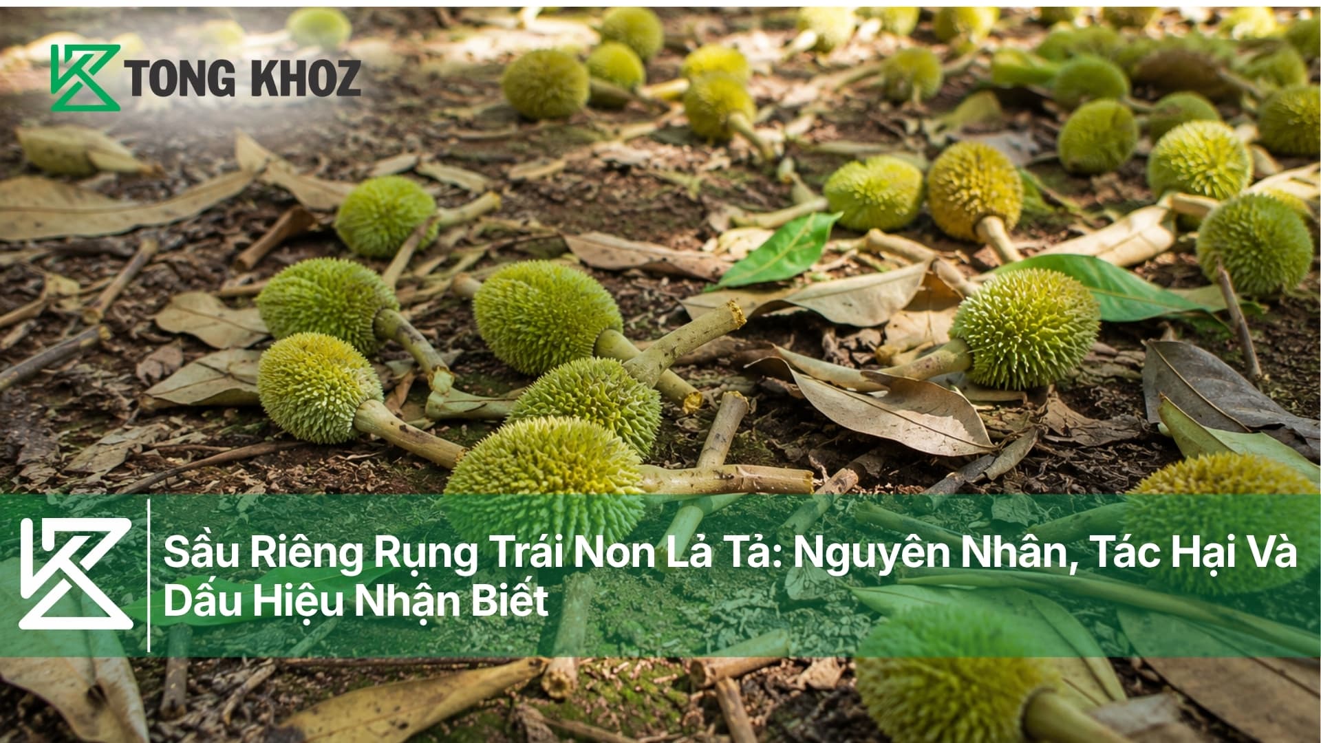 Sầu Riêng Rụng Trái Non: Nguyên Nhân Và Tác Hại