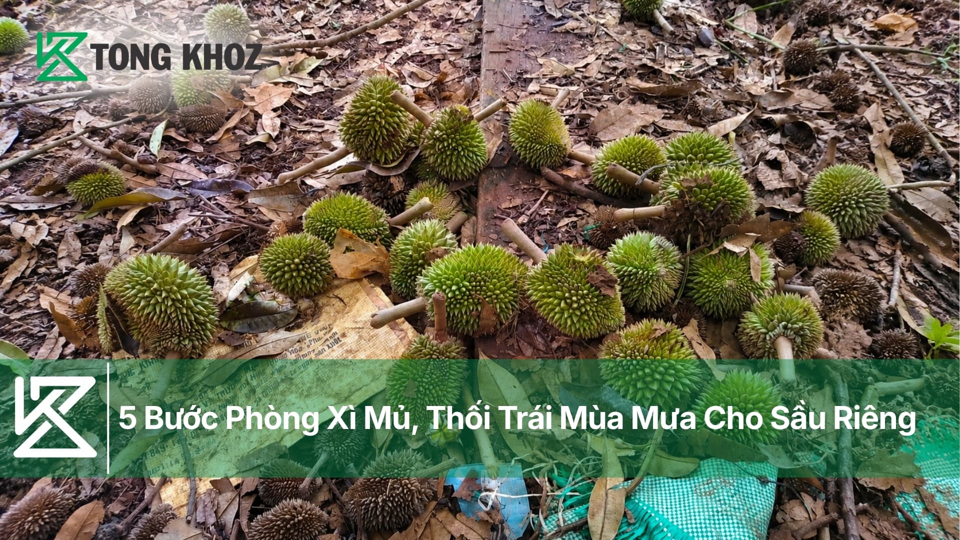 5 Bước Phòng Xì Mủ, Thối Trái Mùa Mưa Cho Sầu Riêng