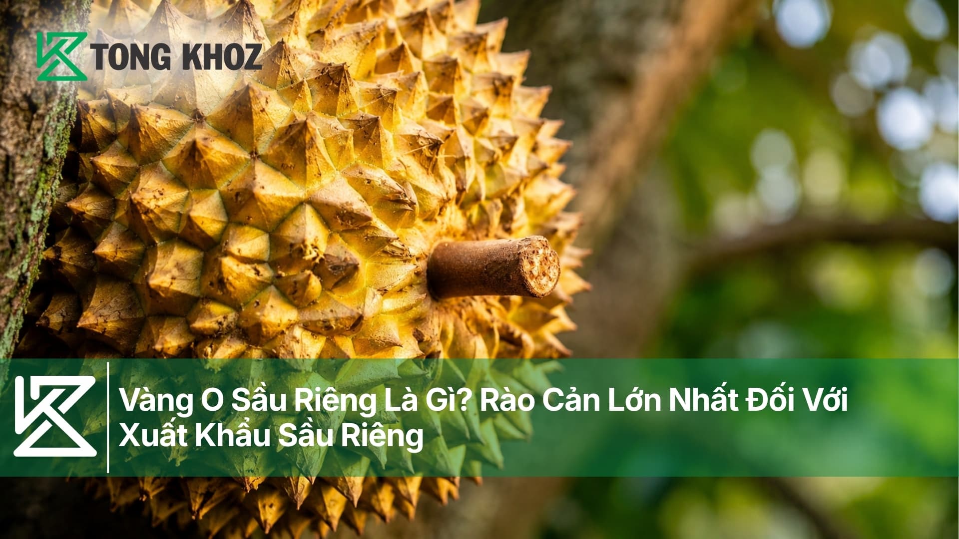 Vàng O Sầu Riêng Là Gì? Rào Cản Lớn Nhất Đối Với Xuất Khẩu